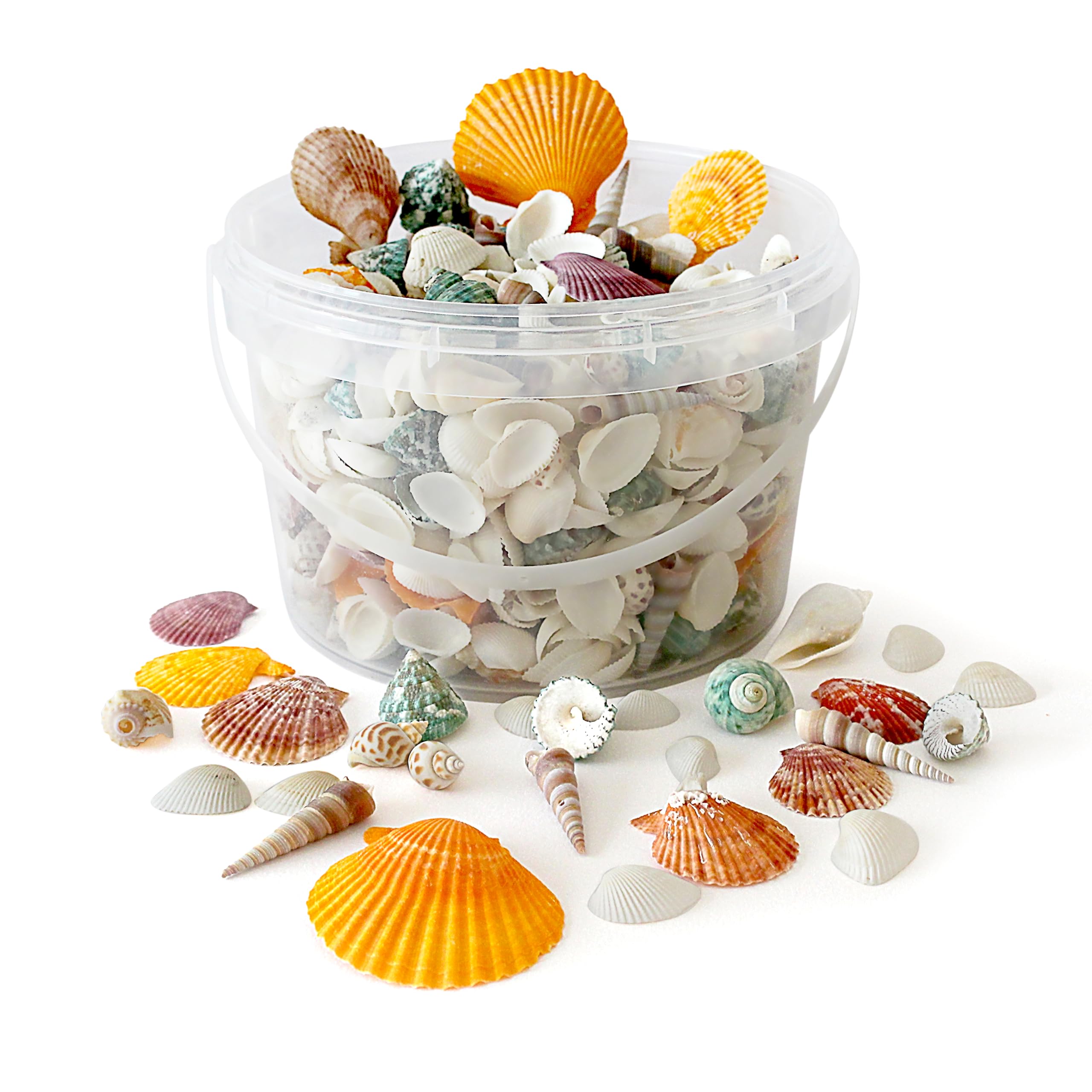 Rainbow Eco Play Mixed Seashells Approx. 450pcs, Natural Shells for Crafting, Real Beach Shells, Decorative, Arts and Crafts, Vase, Aquarium, Fish Tank, Home Décor