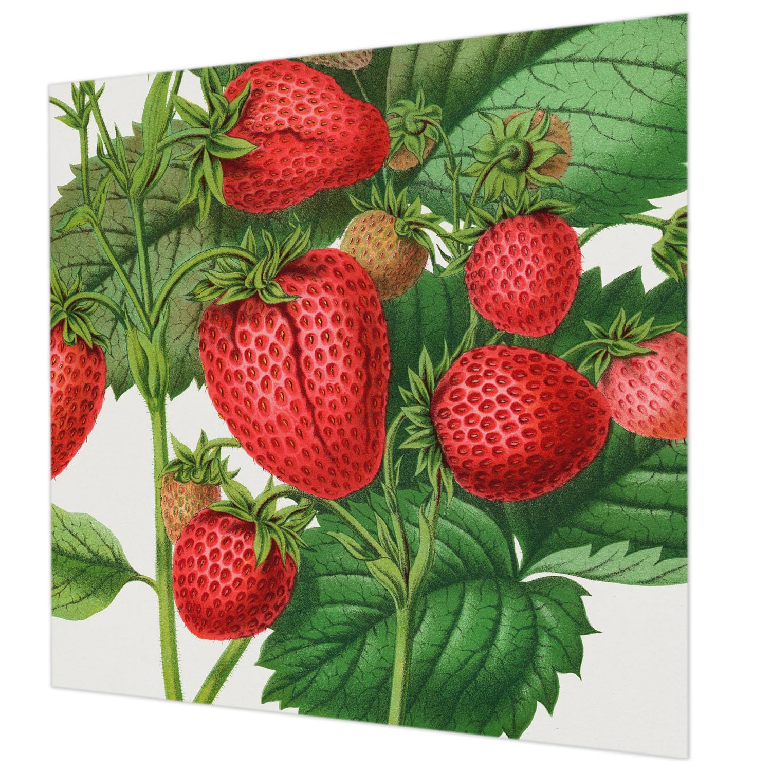Papier peint intissé 250x250 cm fruits d'été pour salon et chambre moderne