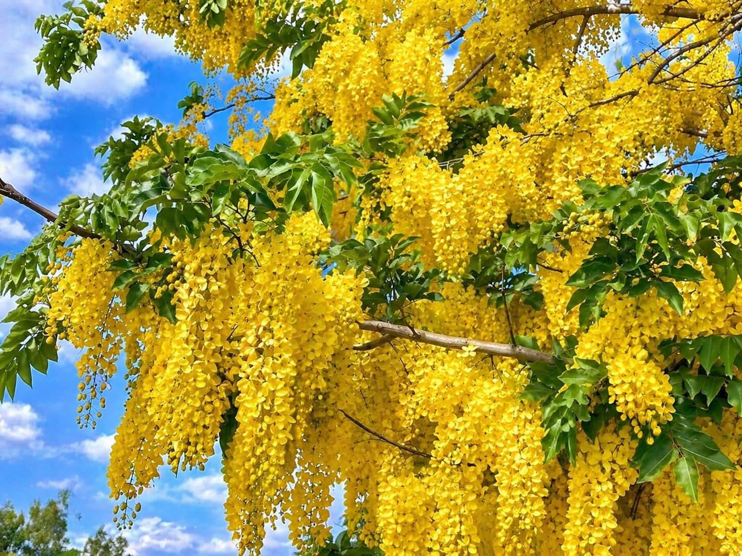Amazon.in: Greenlifelive : Flower Plants