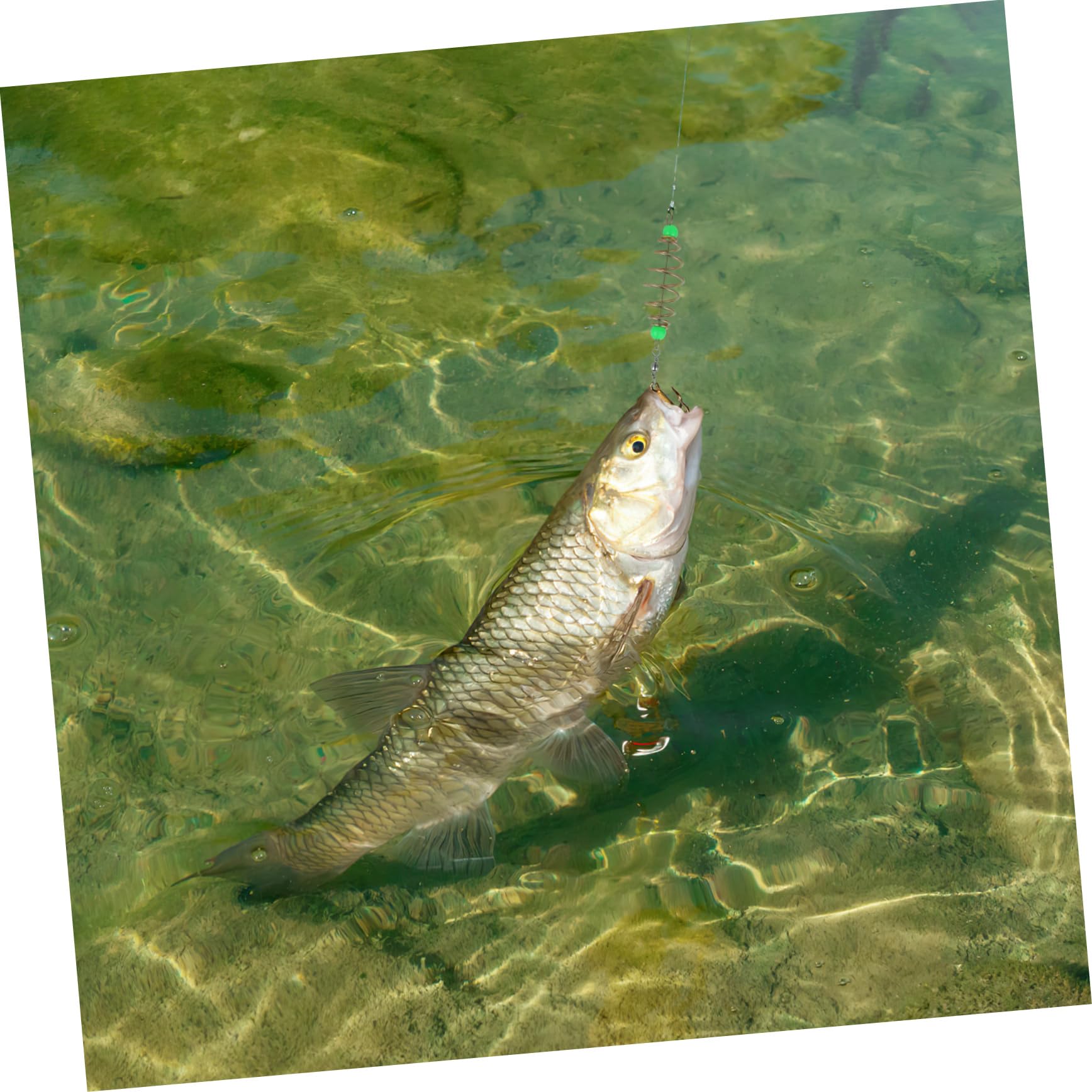 Balacoo Soporte para Cebo de Pesca en Forma de Aceituna, 12 Piezas, Acero al Carbono, Cuentas Luminosas, para Pesca Accesorio Práctico para Agua