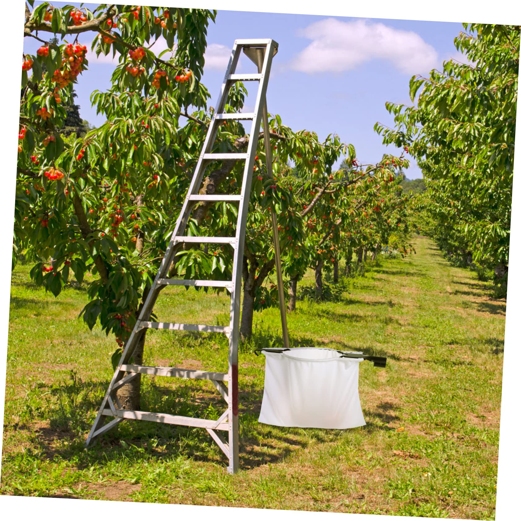 Raccoglifrutta Telescopico in Acciaio Inox Doppia Lama | Testa Cestello Singola, Bianco, per Pere e Pesche, Raccoglie Frutti Insieme, Uso Semplice