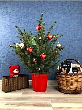 Gerçek Yılbaşı Ağacı Arokarya Araucaria, 60-70 cm, Ev Bitkisi, Salon Çamı