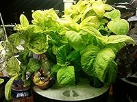 Review Image by Sharon Sharon