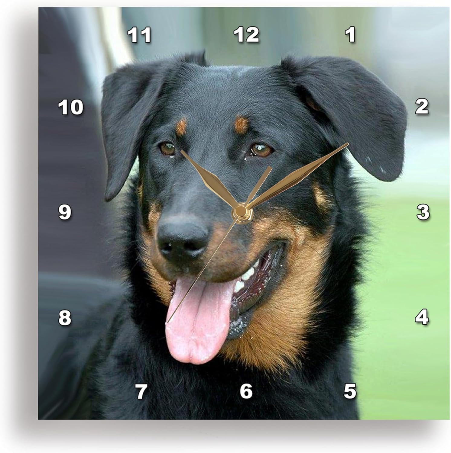 3dRose Beauceron - Wall Clock, 10 by 10" (DPP_4269_1)