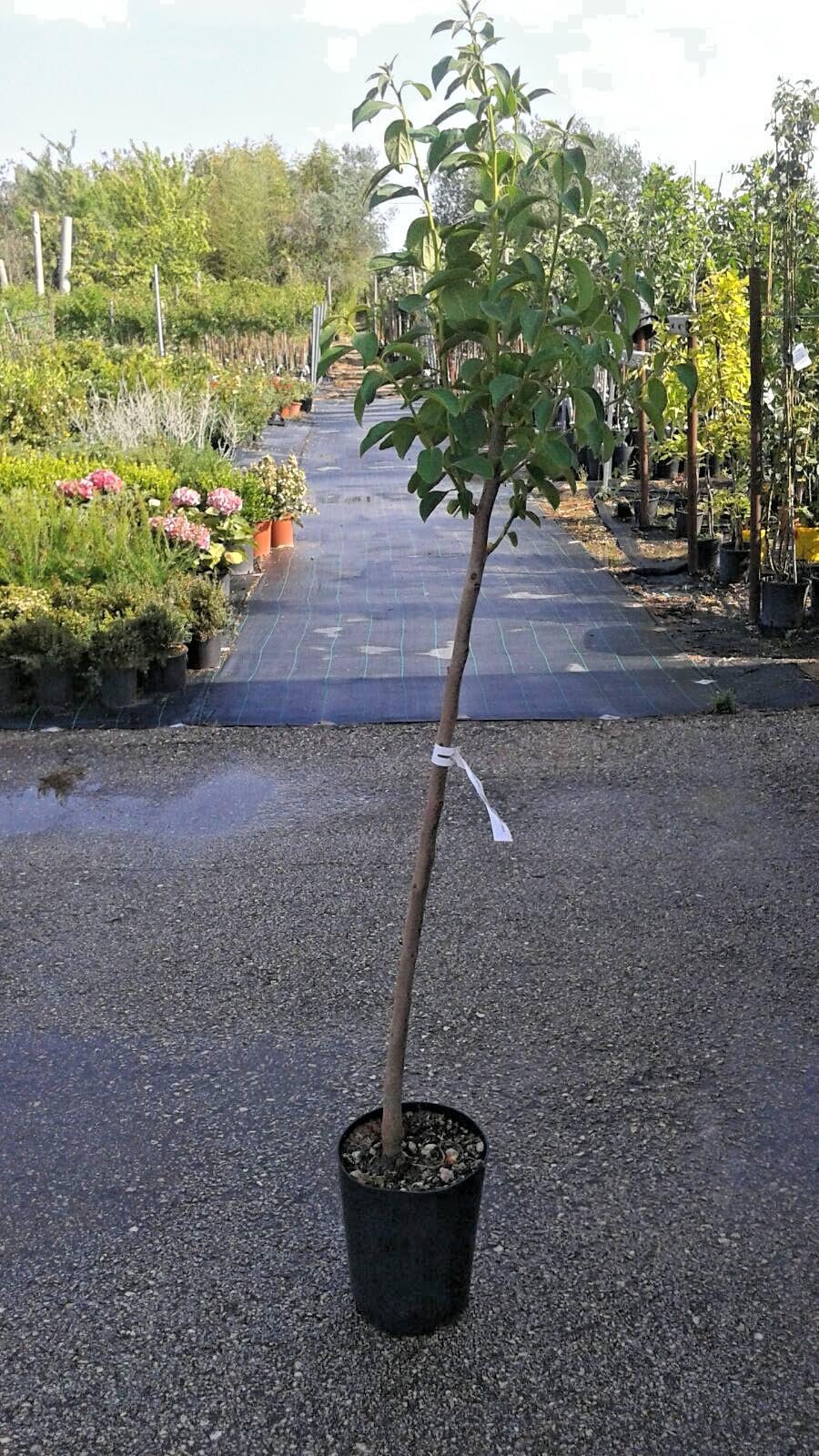 PIANTA DA FRUTTO CACO VANIGLIA in vaso 20 età 2/3 anni (foto reali)