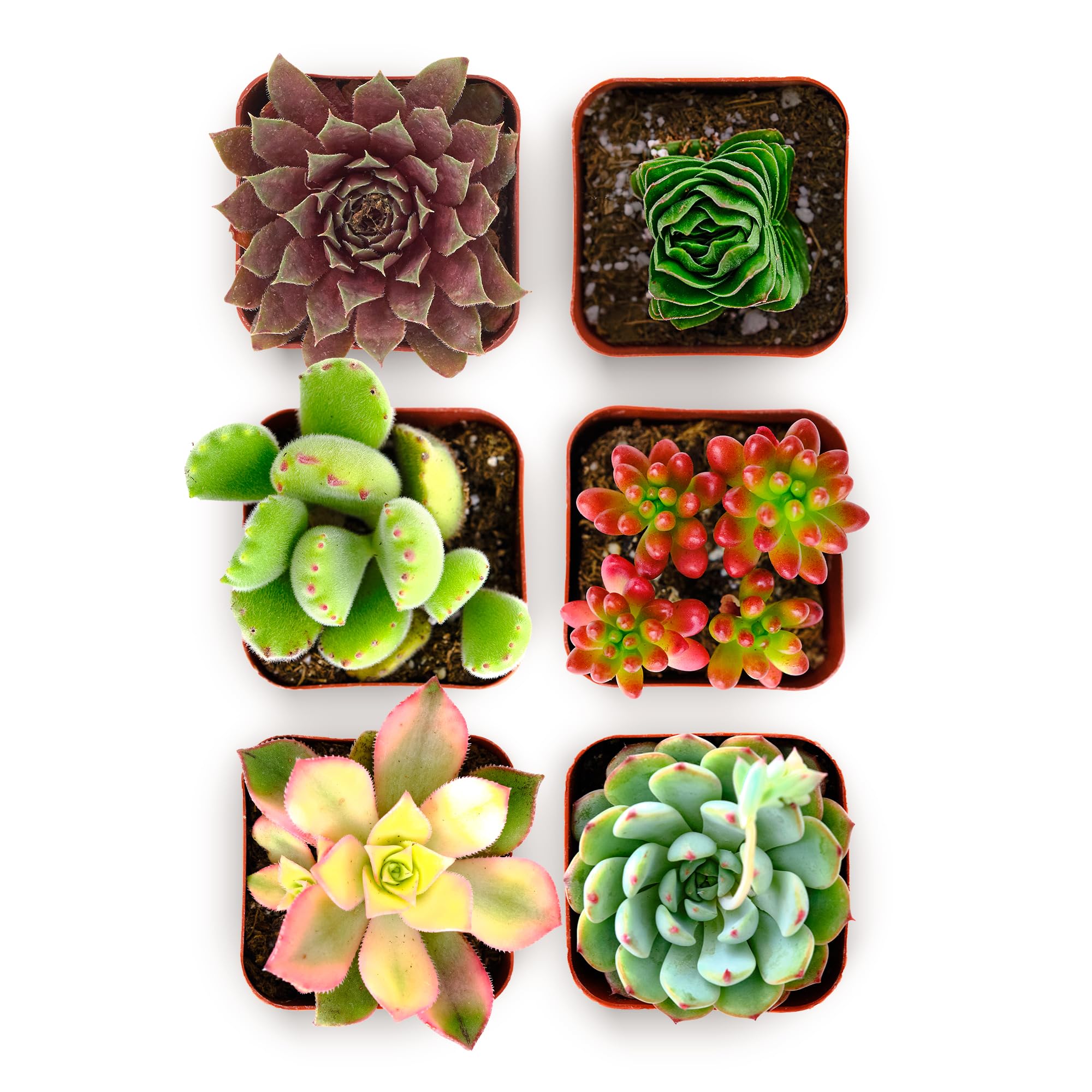Shop Succulents Colorful Plant Pack