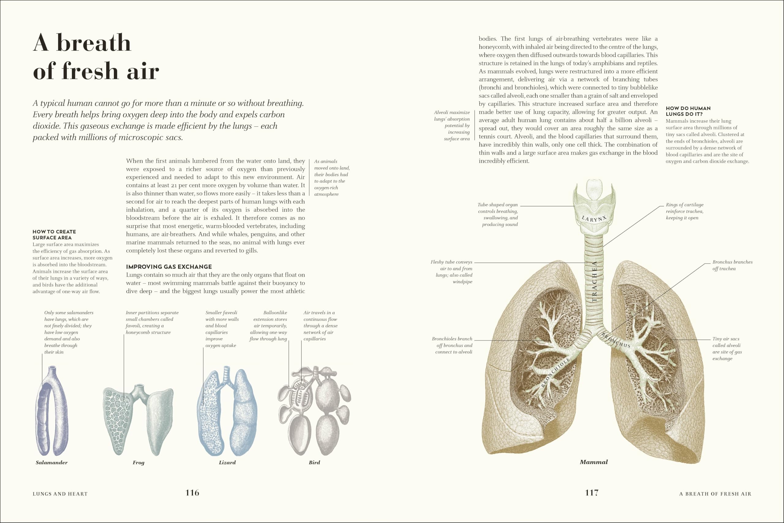 Humans: The Evolution of a Species