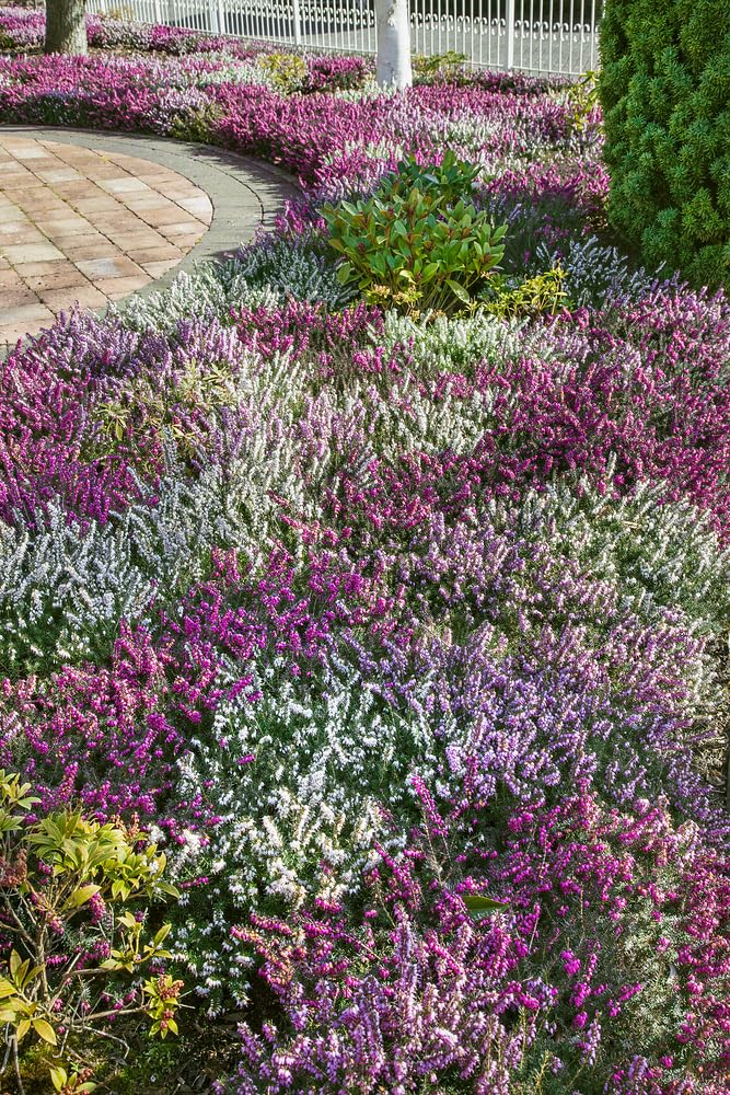 12 All Seasons Heather Plant Collection - Mixed Collection - Evergreen Shrubs - Pot Plants