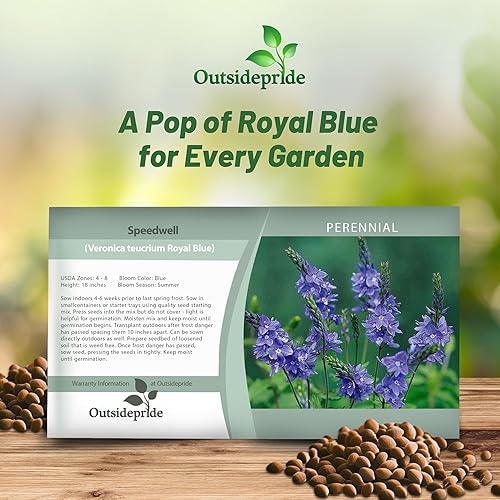Miniatura 5 de Outsidepride Veronica Speedwell - Semillas de plantas de jardín azul real 2000 semillas