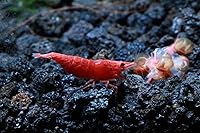 Vista 6 de Acuario vivo de agua dulce Camarones Neocaridina (terciopelo azul (paquete de 5))