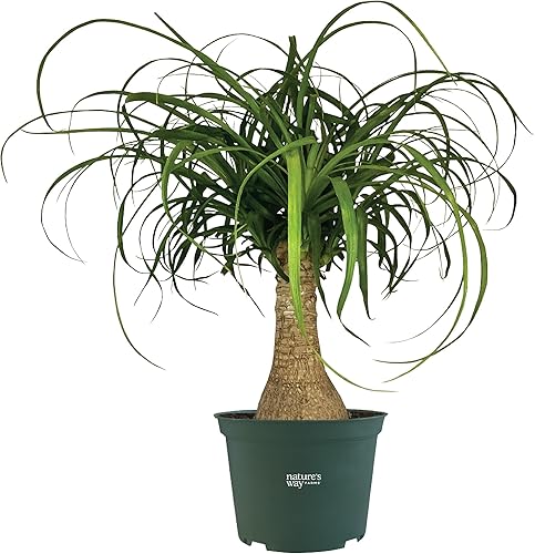 Nature's Way Farms Planta de interior viva de palma de cola de caballo (8-15 pulgadas de alto) en maceta de cultivadores