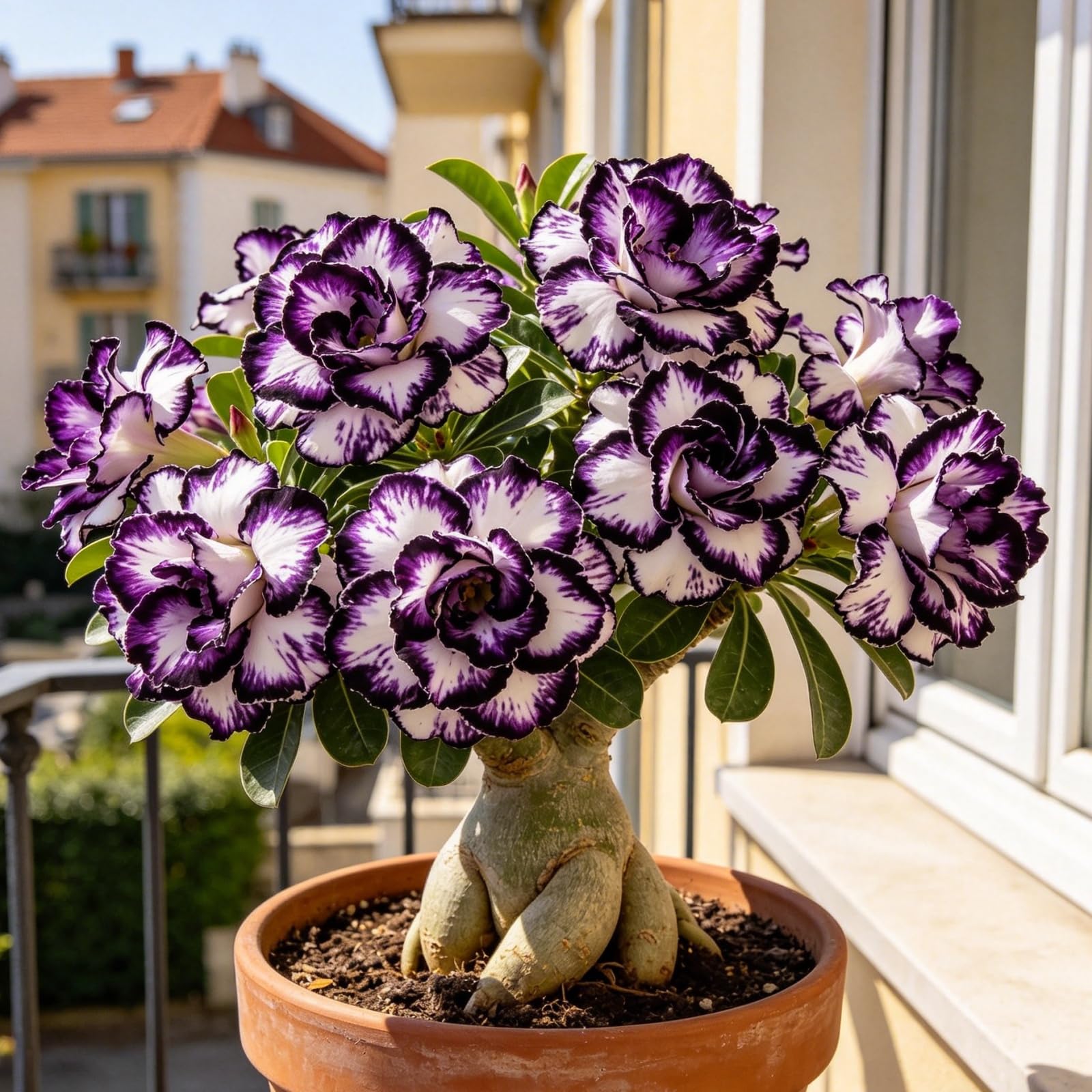 Rosa del Deserto/Resistenti Perenne/Esotica tropicale/Splendide decorazioni da giardino/Adatta ai principianti/Adatto per uso interno ed esterno-5Rizomi-D