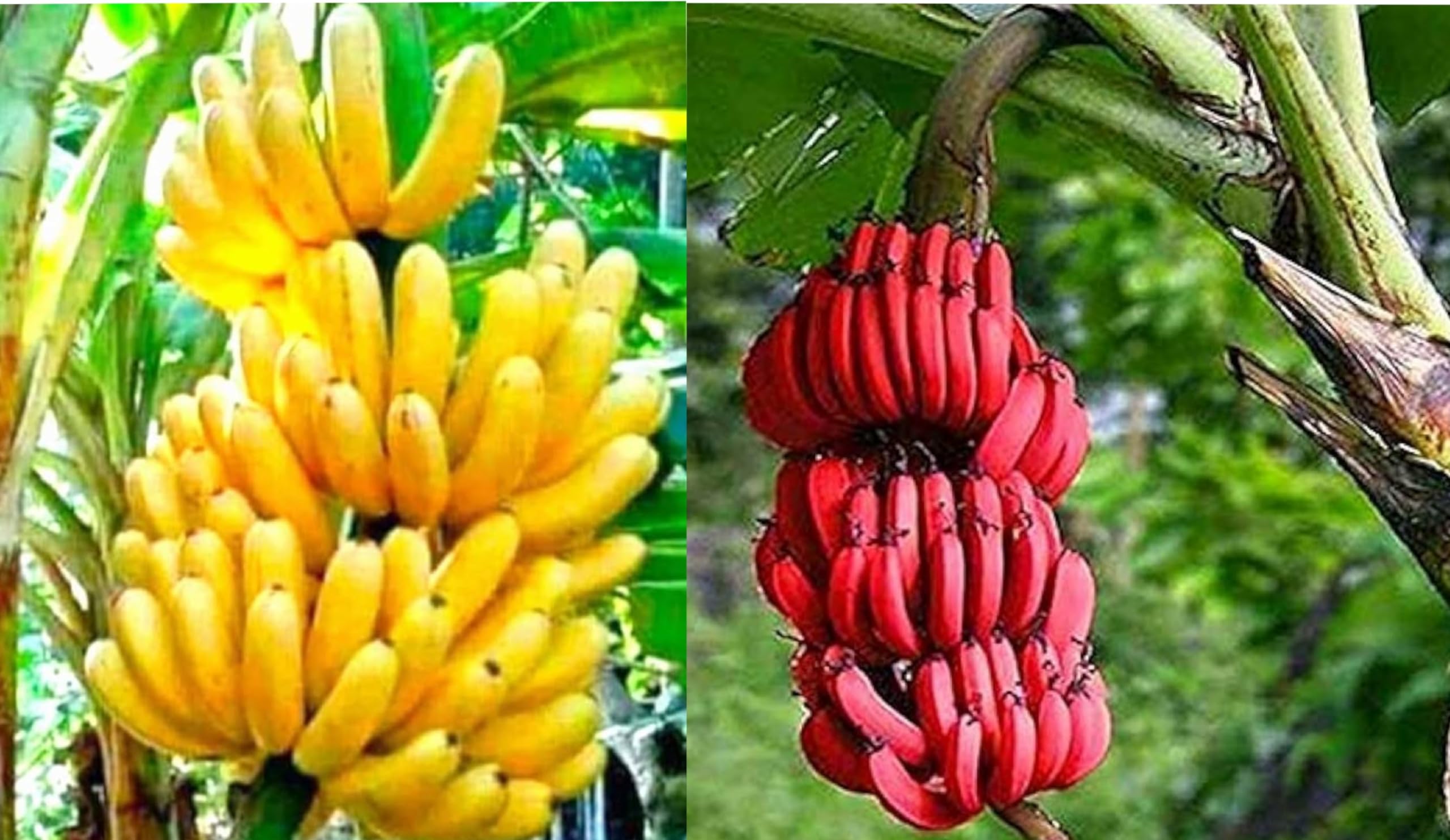 2 SWEET TISSUE CULTURE BANANA FRUIT PLANT RED/YELLOW HYBRID ORGANIC OUTDOOR GARDEN LIVE TREE (B0D2391S9T) Amazon Price History, Amazon Price Tracker