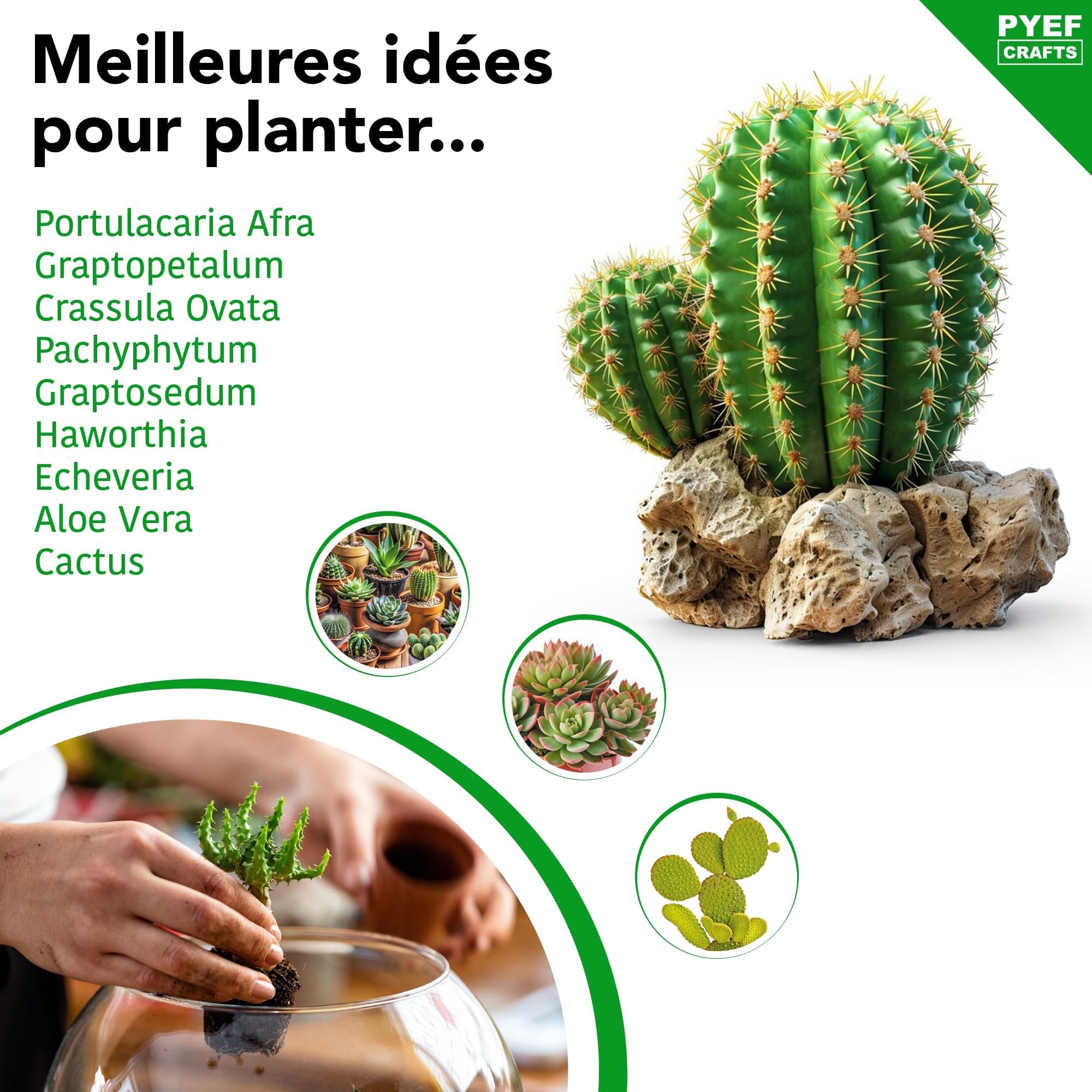 Kit terrarium plantes succulentes et cactus DIY - Ecosystème désertique en verre - Aquarium naturel pour plantes souches et cactus - Jardin éternel