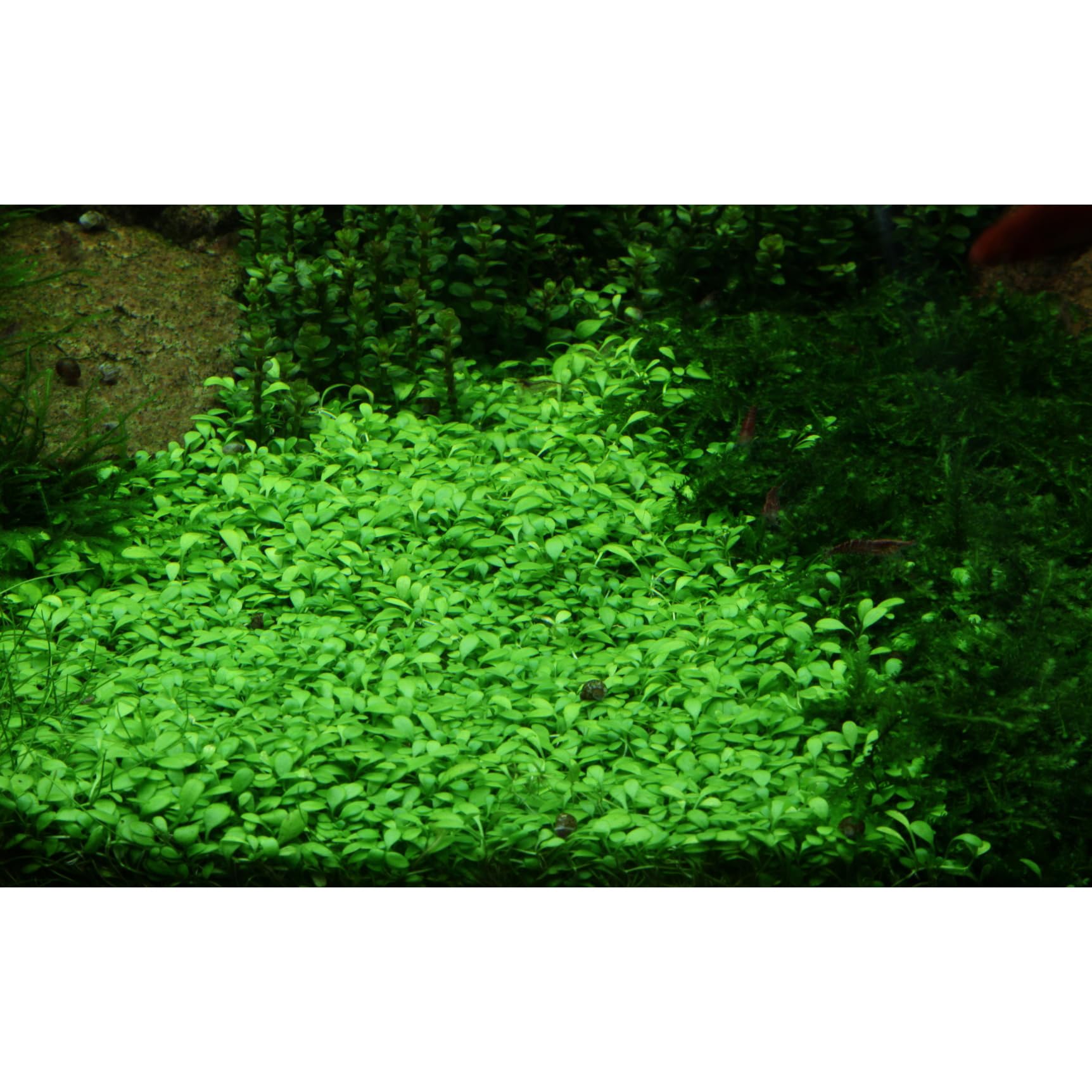 Tropica Glossostigma elatinoides 1-2-Grow Coltura di tessuti in vitro Pianta per acquario vivo, sicura per gamberetti e senza lumache