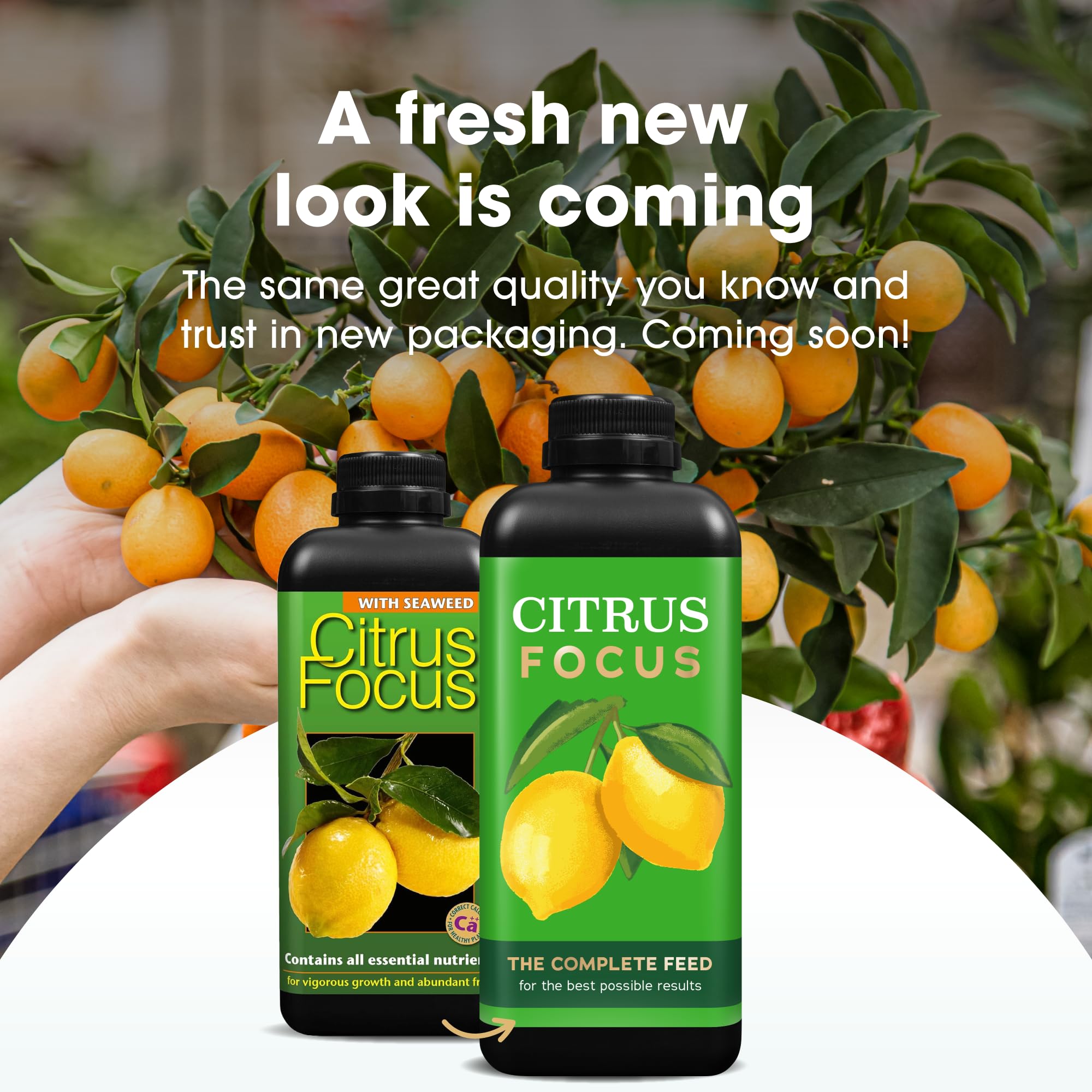 1 litre Citrus focus. The ultimate feed for all your citrus trees Oange, Lemon, Lime, Grapefruit by Growth Technology