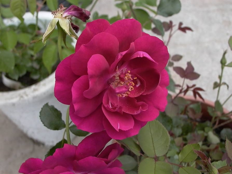 【中古】 ぼくらの花リメル，バンザイ！/旺文社/クロード・ロワ 中古】 ぼくらの花リメル，バンザイ！/旺文社/クロード・ロワ