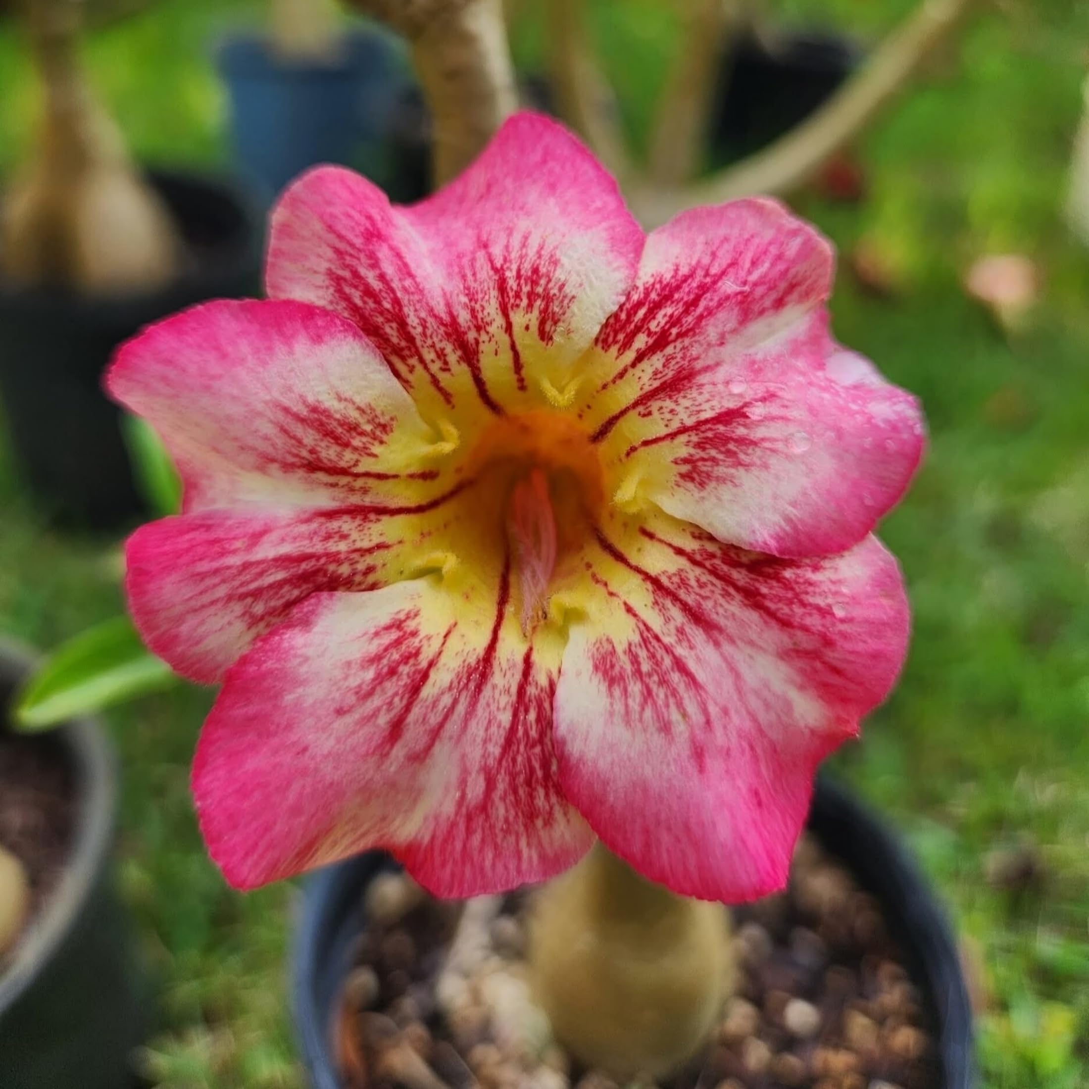 Desert Roses That Bloom All Year Round - Full of Flowers in Spring, Summer and Autumn, Evergreen in Winter,Hardy Perennial, Plants UK, Excellent Display-1bulbs-A โ image 1