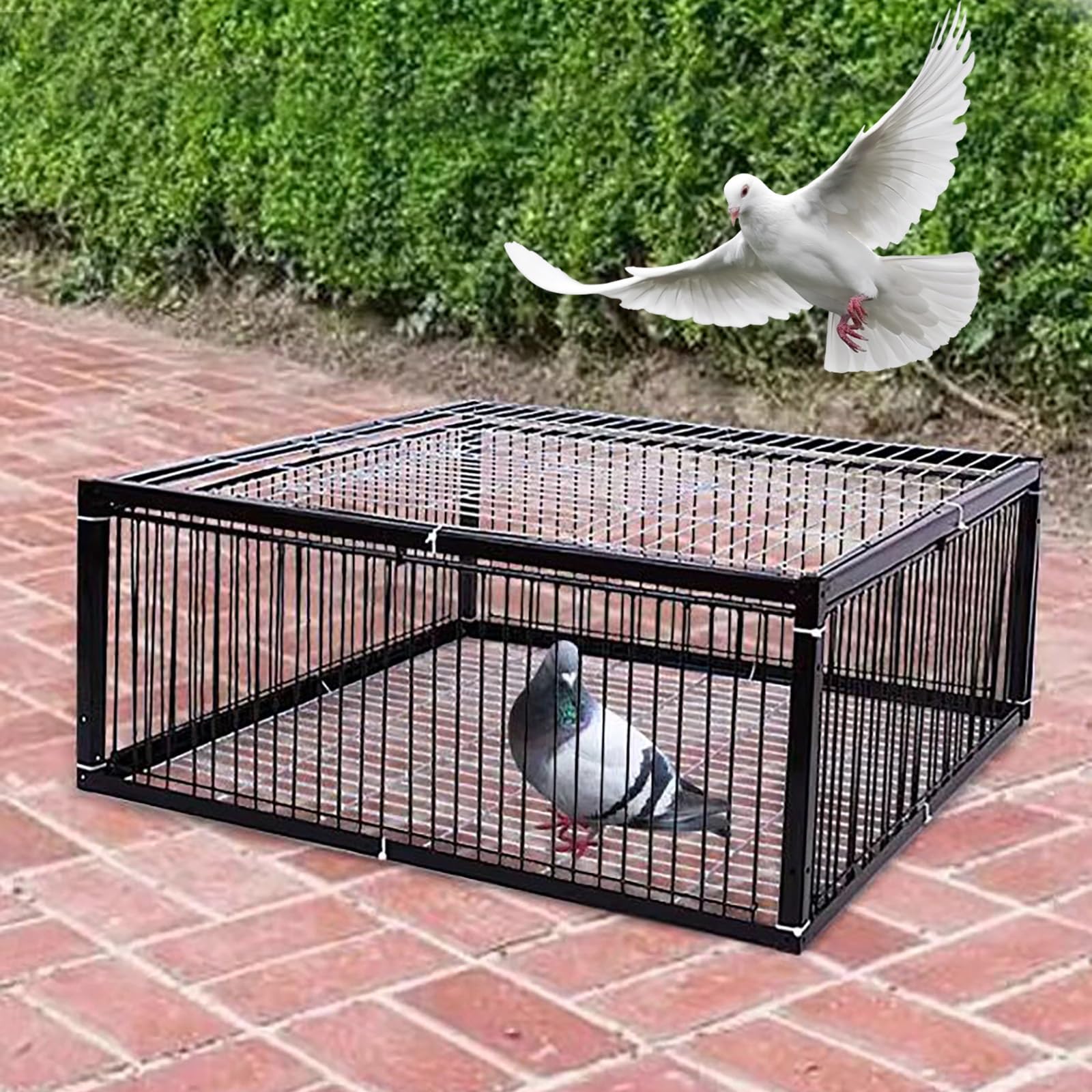 Trampa para Pájaros Jaula Trampa 2CM Distancia cifrada con tragaluz Trampa para Animales Diseño antiescape Fácil de Montar, Apto para Patios, Granjas y Parques(60x60x26cm)