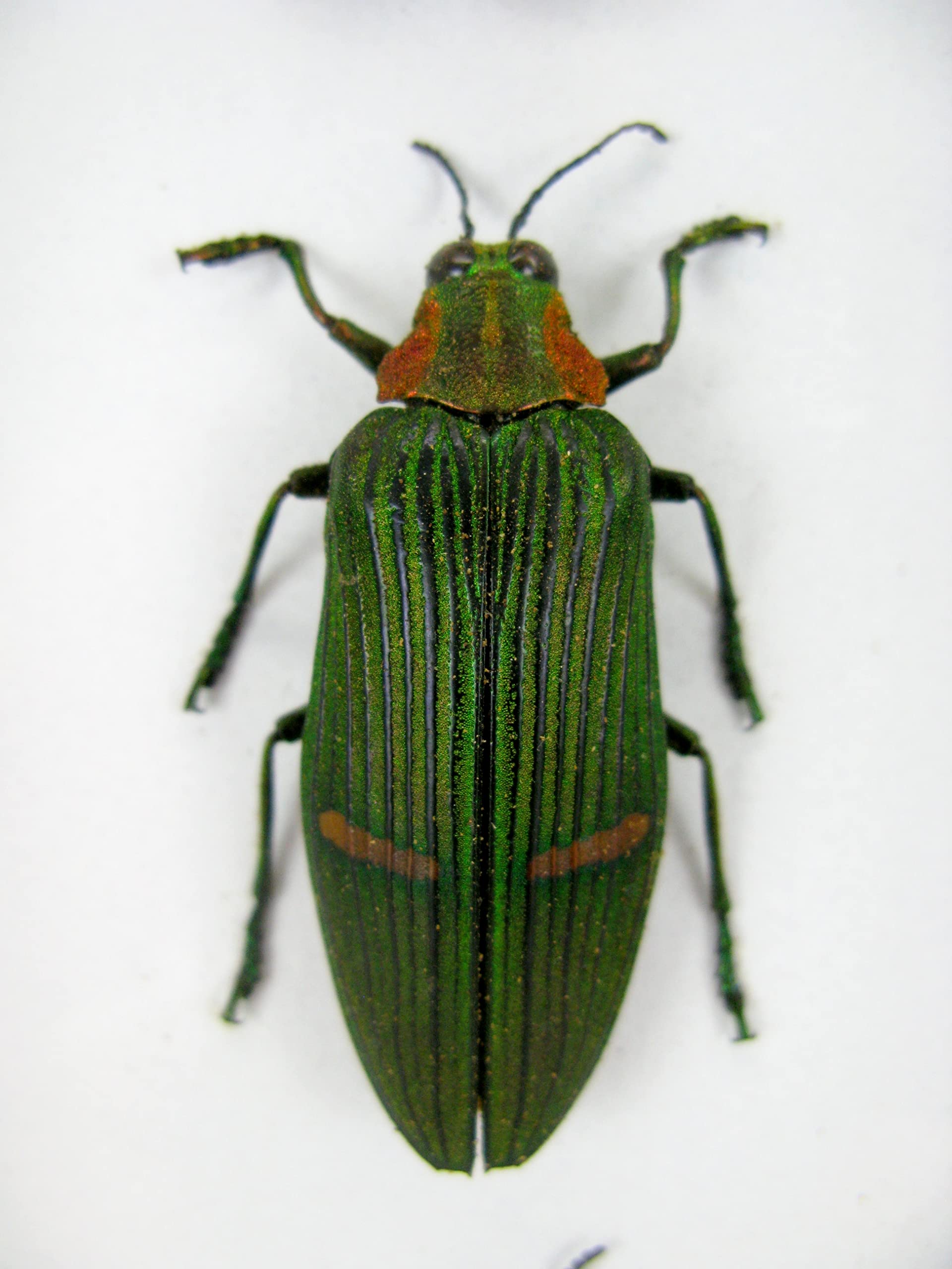 asiahouse24 Echte präparierte Insekten im 3D Schaukasten aus Holz. Vogelspinne, Skorpion, Käfer, Hundertfüßer und vieles mehr. (3 Jewel Beetle)