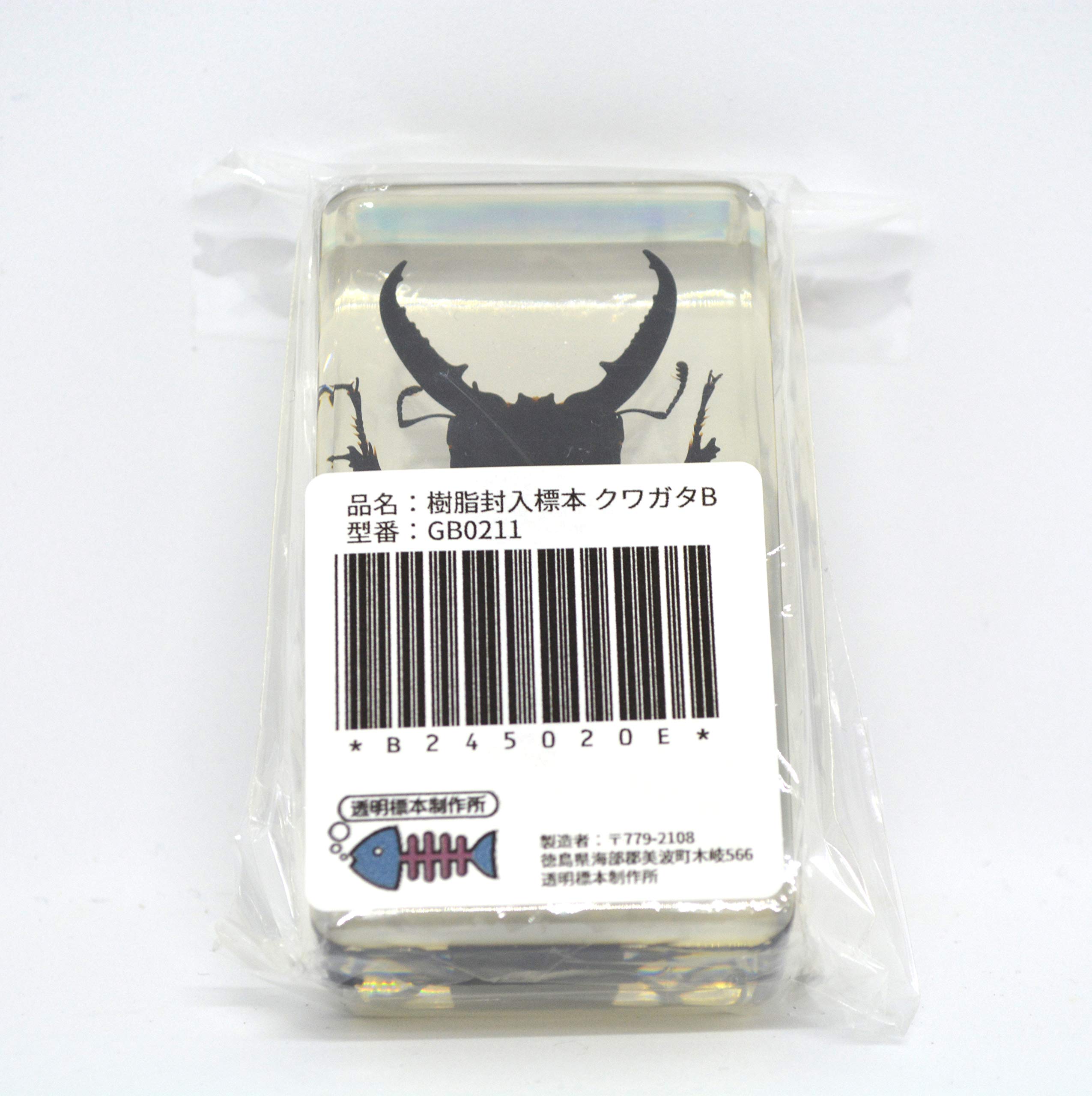 Amazon.co.jp: [透明標本制作所]樹脂封入 標本 クワガタ Bタイプ