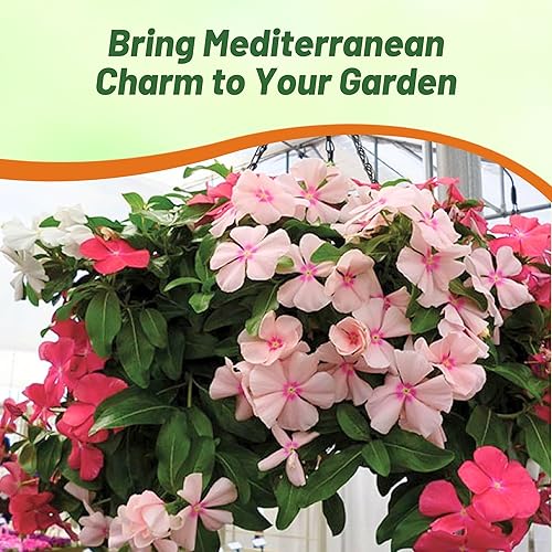 Miniatura 6 de Outsidepride Mediterranean Mix Semillas de bígaro para plantar, 50 unidades, anuales, de floración rápida, tolerantes al calor y a la sequía con