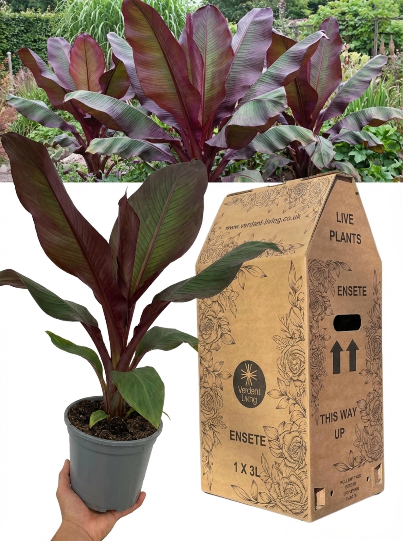 1x Ensete Maurelii Red Banana Plant in 3Ltr Pot – Hardy Tropical Abyssinian Banana Tree for Gardens, Patio, Borders & Containers – Exotic Ornamental Perennial, Architectural Statement Plant, UK Grown