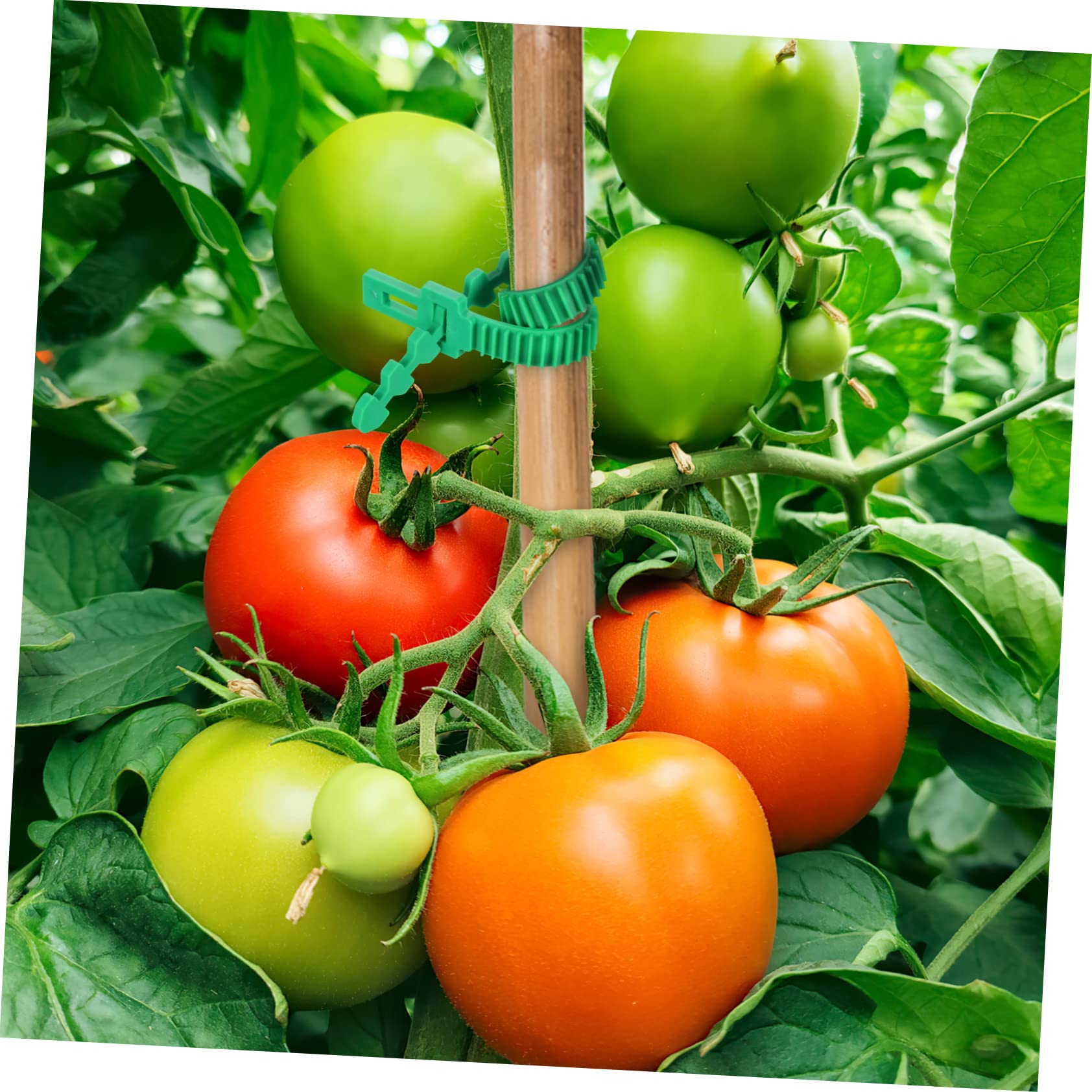BESPORTBLE 90 Stck. Teiliges Baumgurte aus Flexiblem Gummi Verstellbare Baumbindebänder für Stabile Pflanzenstütze Vielseitige Pflanzenschnüre zum Binden von Bäumen und Rankhilfen im Garten