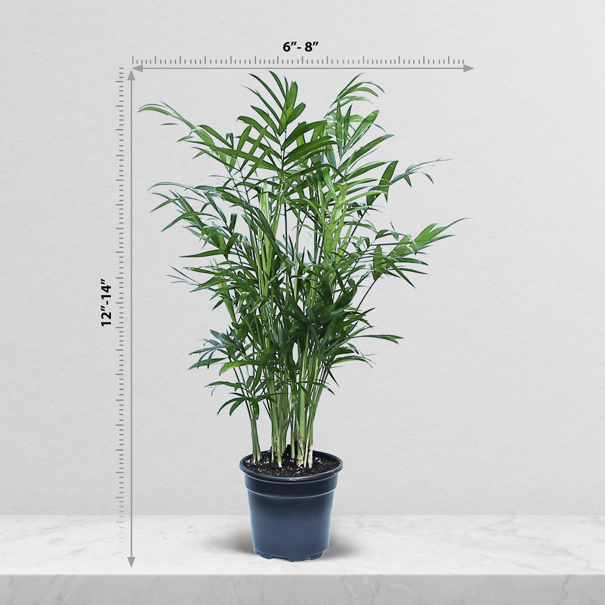 Amazon.com : Live Palm Chamaedorea Elegans, Parlor Palm, Palm Houseplant,  Grandma Birthday Gift, Office Plant, Christmas Gift, Fully Rooted  Houseplant in 4" Pot : Patio, Lawn & Garden