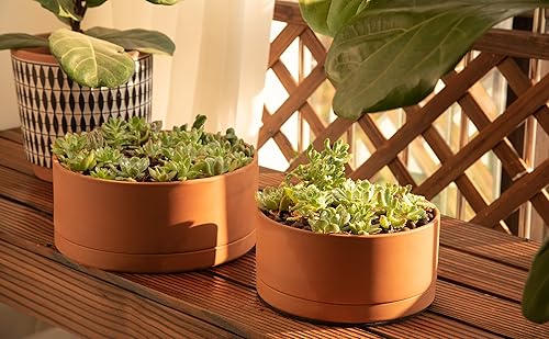 Miniatura 2 de D'vine Dev Maceta de terracota poco profunda de 10 pulgadas con orificio de drenaje y platillo, maceta cilíndrica redonda para plantas y flores,