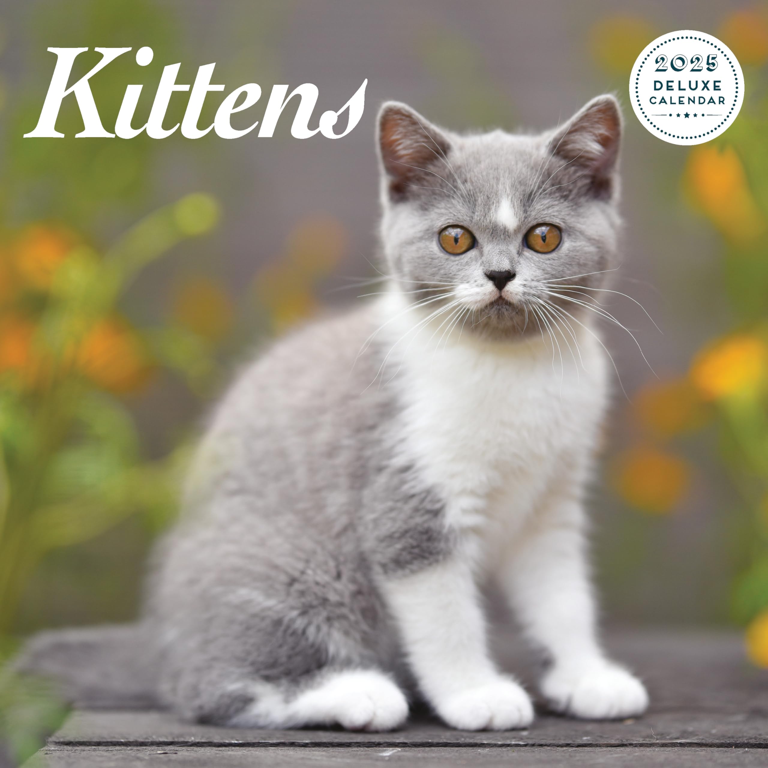 Kitten 2025 Deluxe Calendar