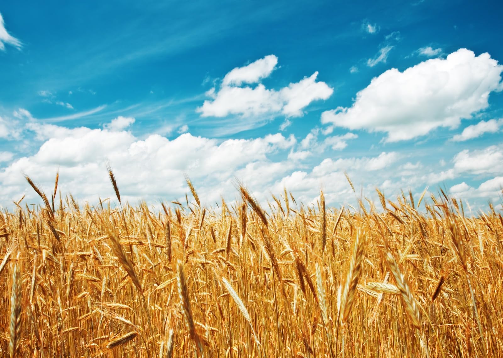 20x10FT (6x3m) Campo Di Grano Dorato Sotto Cielo Blu Sfondo Fotografico | Paesaggio Agricolo Estivo Soleggiato Fondale In Tessuto,Spighe Alte Nuvole,Per Feste Del Raccolto E Foto,Photo Booth