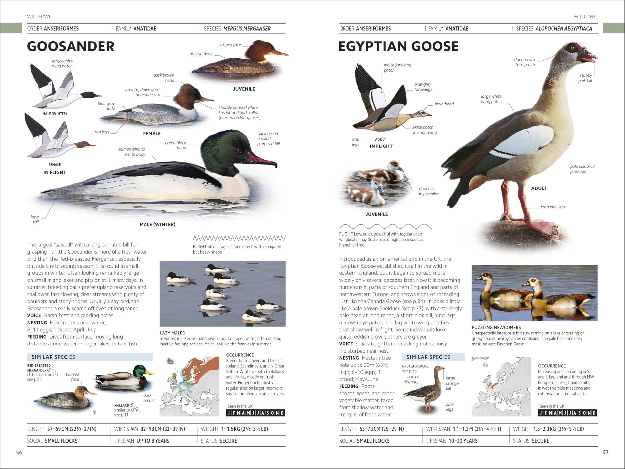 RSPB Birds of Britain and Europe: The Definitive Photographic Field Guide
