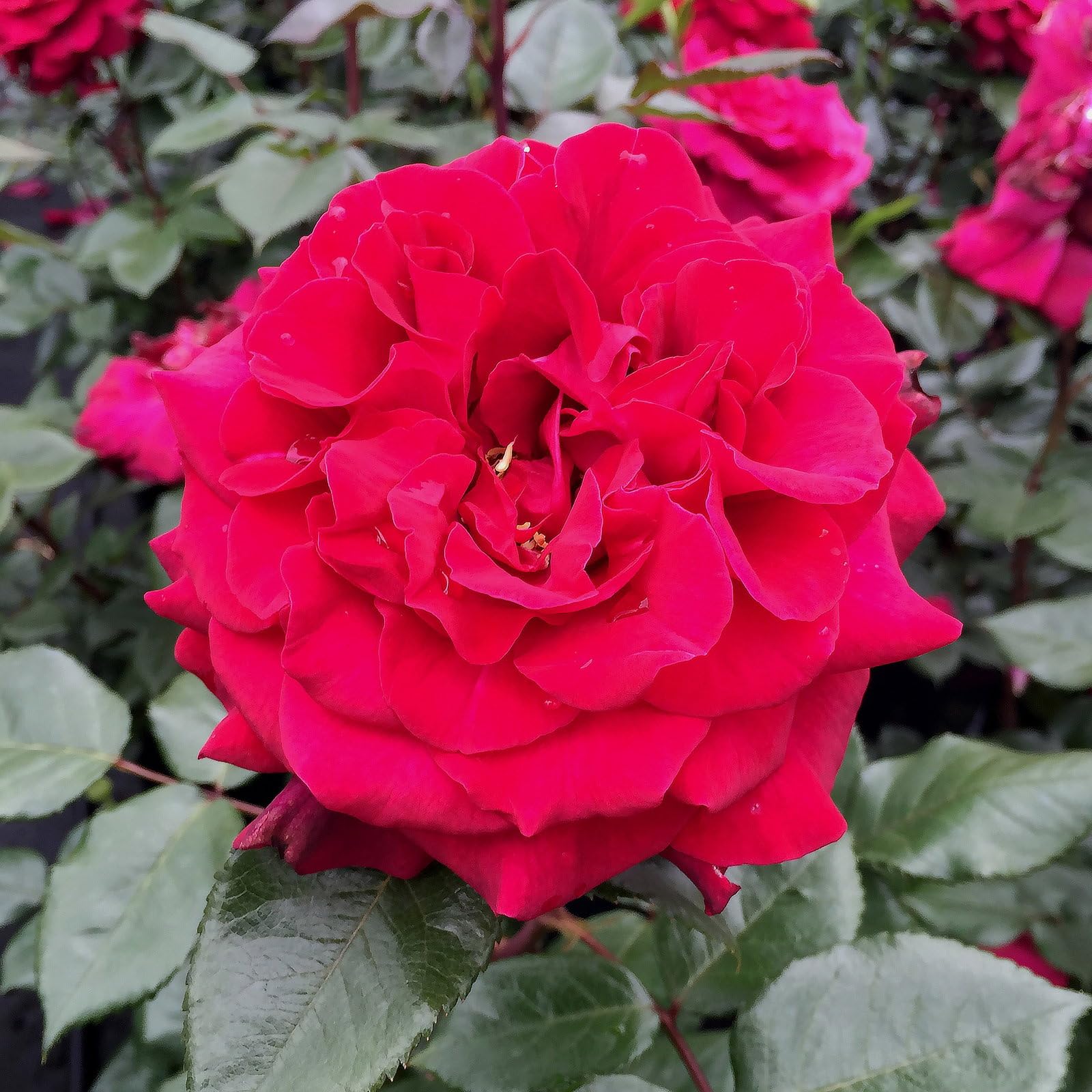 Stammrose 'Bellevue'®, Edelrose, Stammhöhe 60cm, Topf 7,5 Liter