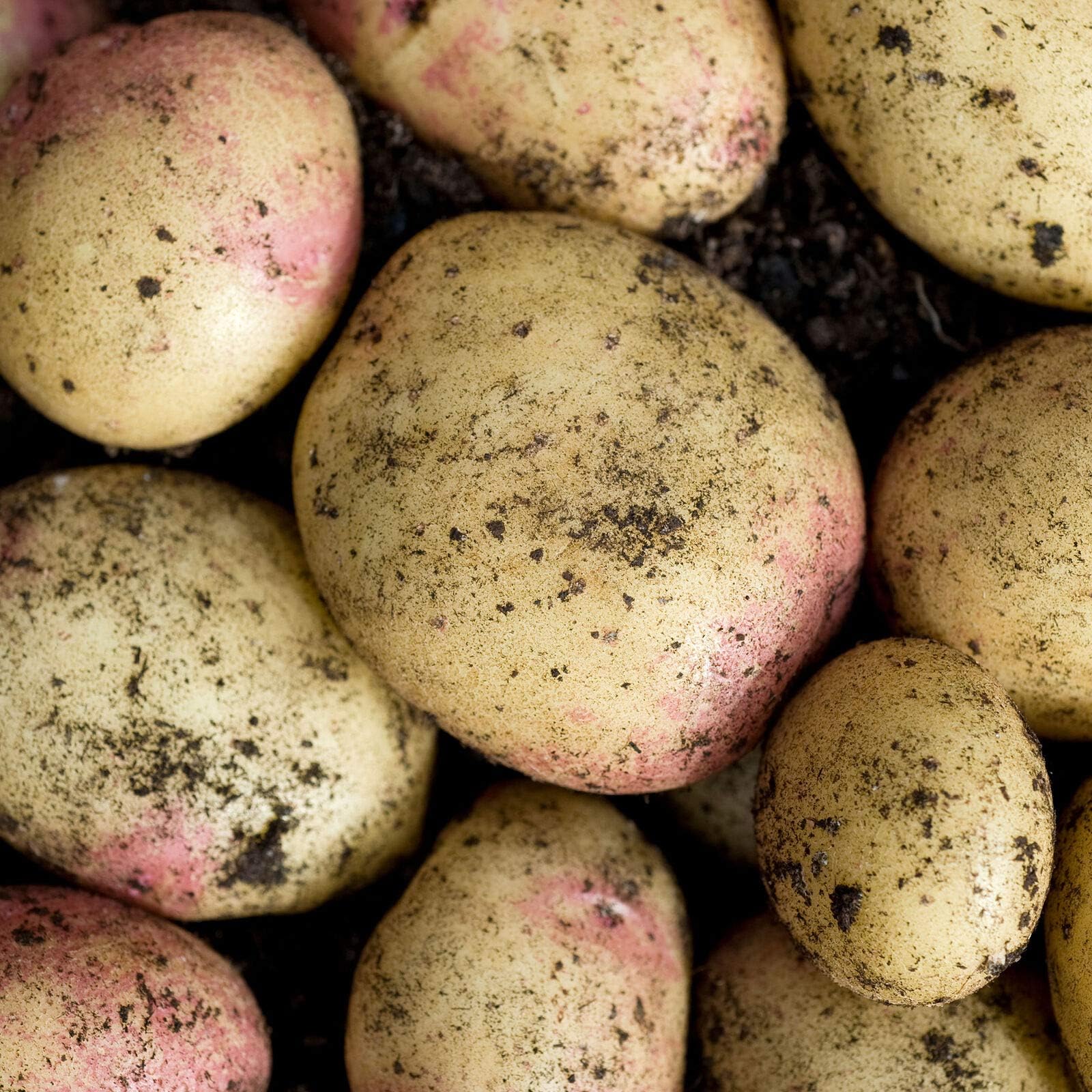 King Edward Seed Potato, Main Crop x10 Tubers - 2021 Certified Seed Tubers