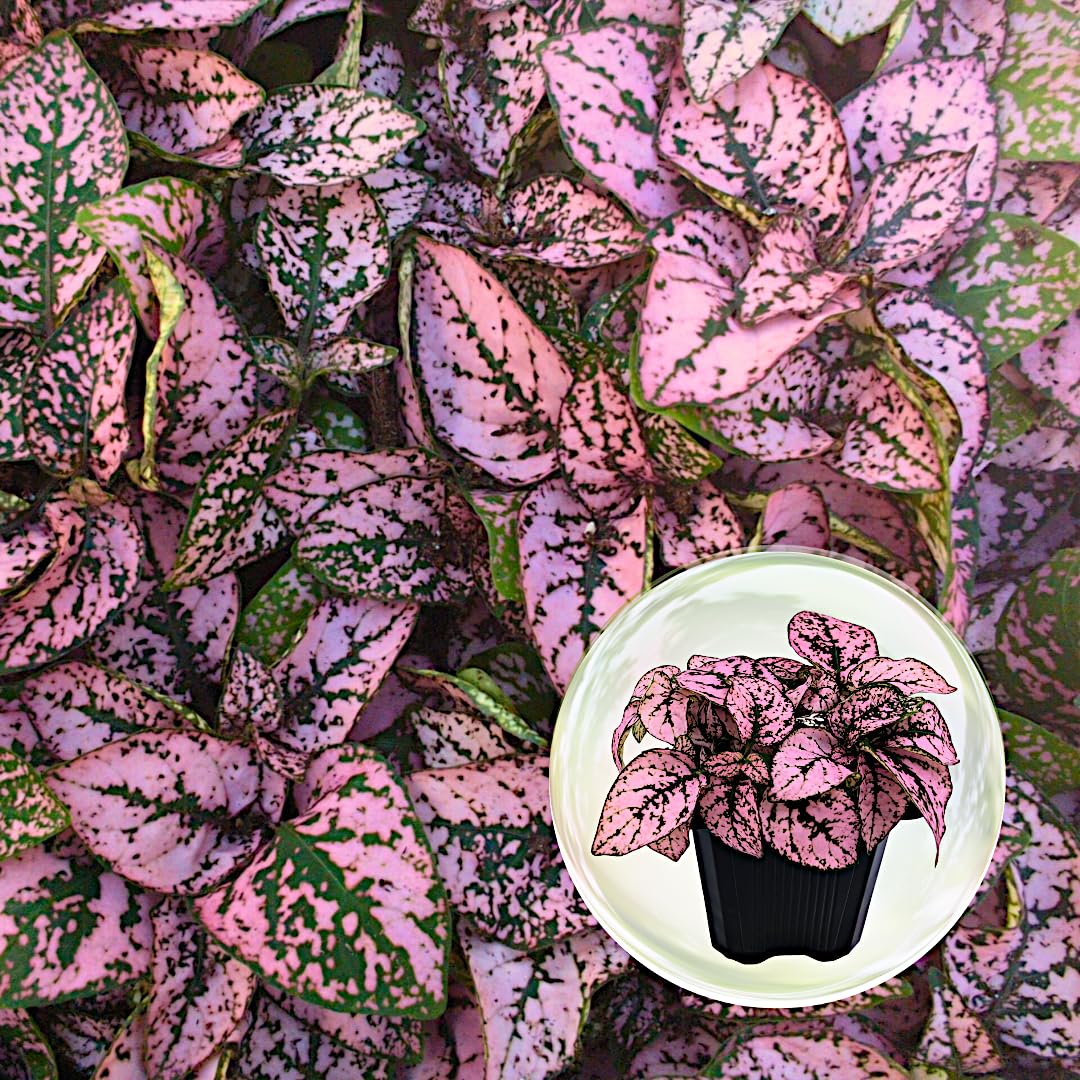 Polka Dot Plant 4-Pack Pink Only