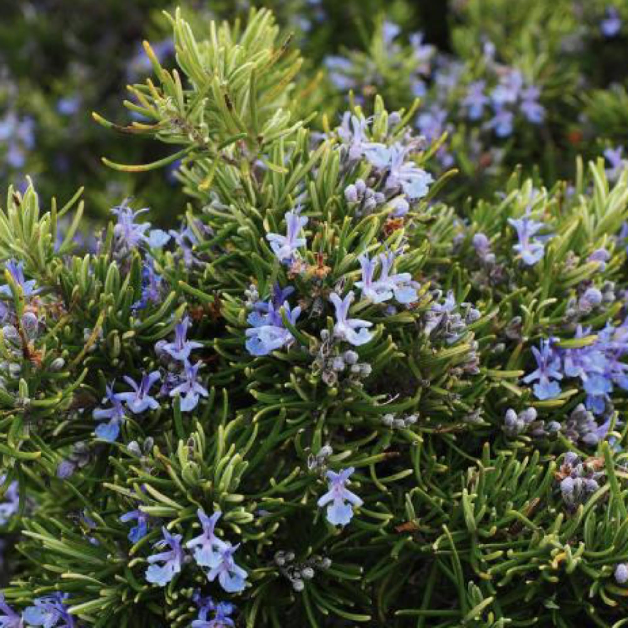See full amazon price history chart for Generic Live Herb Rosemary Plant Ornamental, Mosquito Repellent, A Wonderful Herb for Any Kitchen Garden, Stop Hair Falling Medicinal Plant Generic Live Herb Rosemary Plant Ornamental, Mosquito Repellent, A Wonderful Herb for Any Kitchen Garden, Stop Hair Falling Medicinal Plant (B0CWHDK7PN) Amazon Price History, Amazon Price Tracker