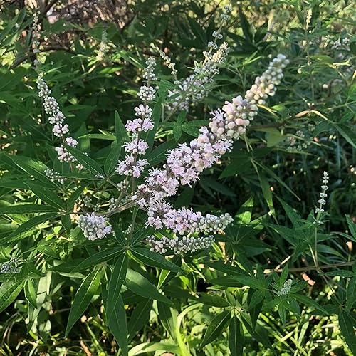 Miniatura 2 de Smoke Camp Crafts Árbol casto orgánico (Vitex Agnus-castus L.) Planta viva en maceta de 2.5 pulgadas, árbol casto, chastetree Chasteberry, pimienta