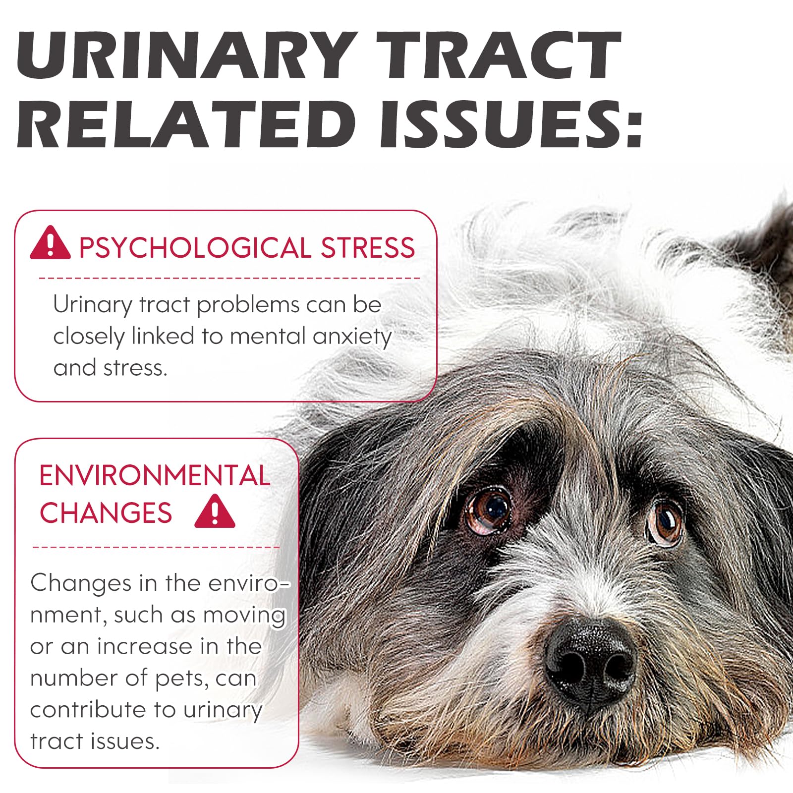 Dog Uti Treatment, Uti treatment for dogs Urinary Tract Infection Treatment - Image 4