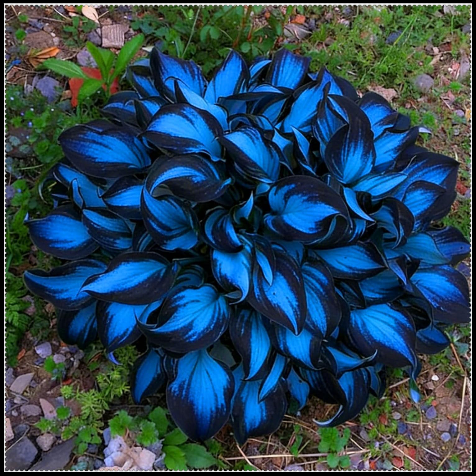 Perennial Midnight Blue Hosta Bulbs - Shade Tolerant- Ideal for Garden Borders & Landscapes- Stunning Foliage Display-15 Bulbs-C