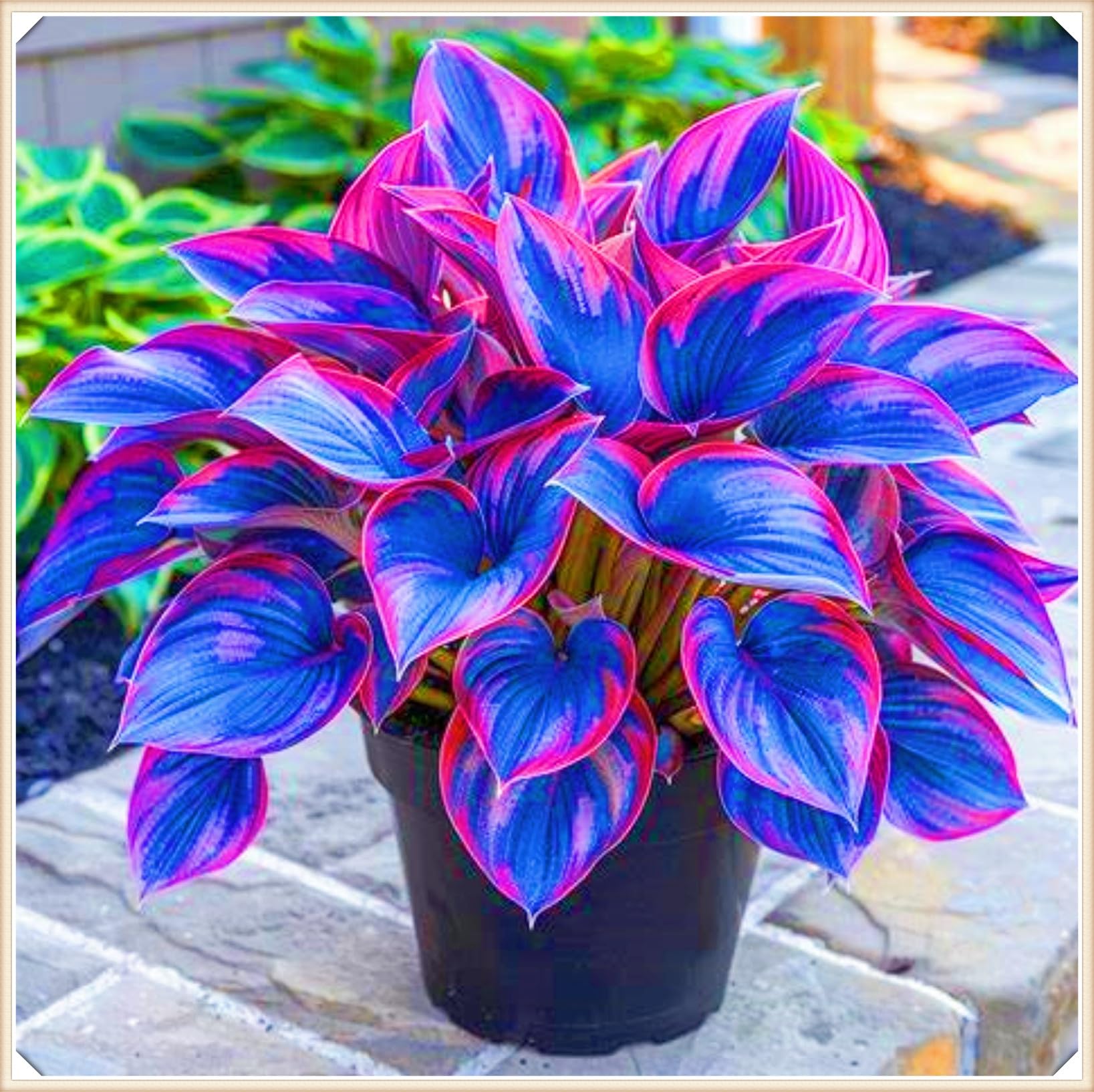Rapid Growth Easy Planting Hostas Plants UK Garden Flowers Wedding Flowers-4Bulbs-e