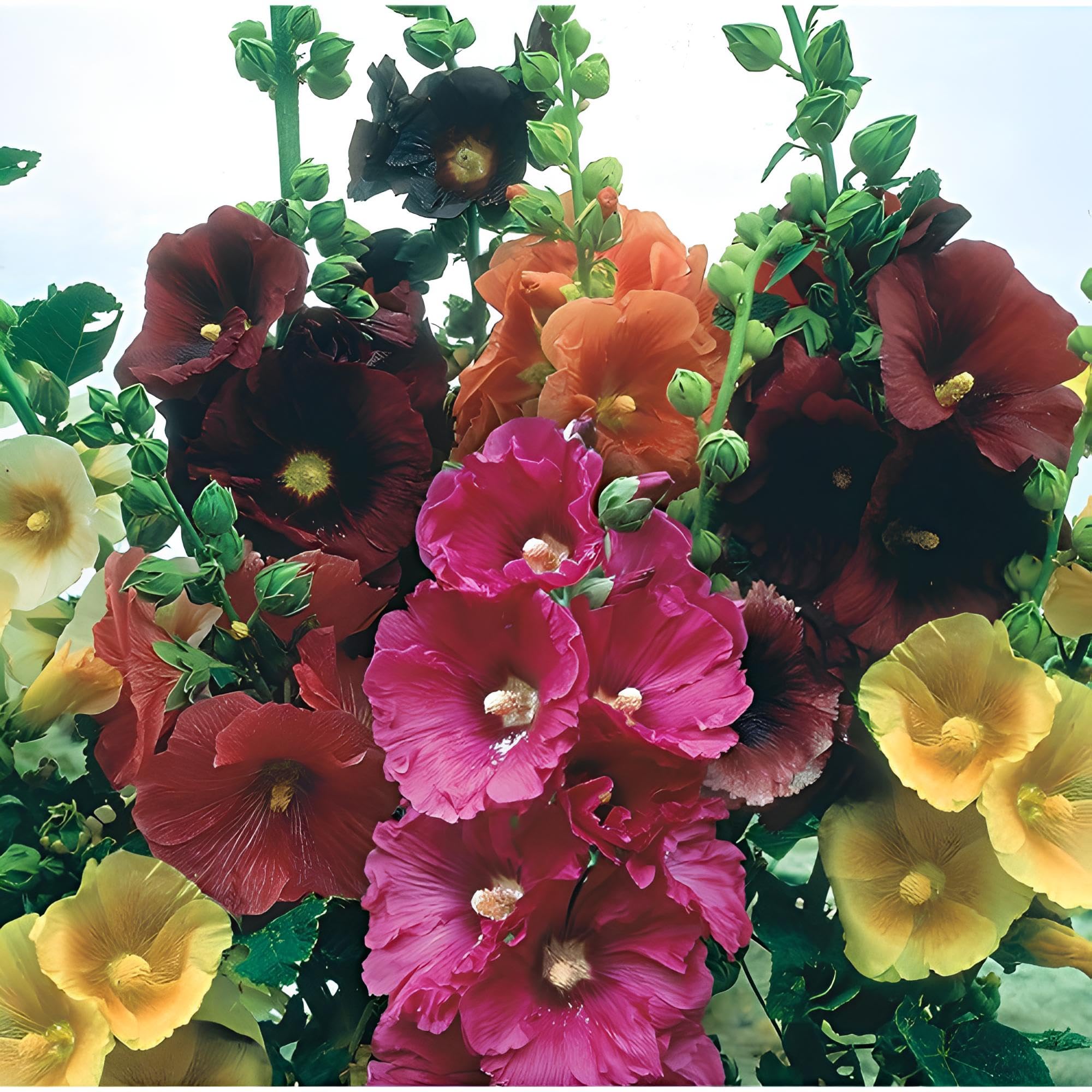 30+ SEEDS- Hollyhock Mixed Flower Seeds For Planting Home Garden- Grow Year Round. (B081D3P2Y1) Amazon Price History, Amazon Price Tracker