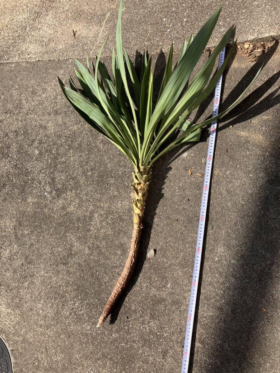 Amazon.co.jp: Yucca ユッカ キミガヨラン グロリオサ ドライガーデン