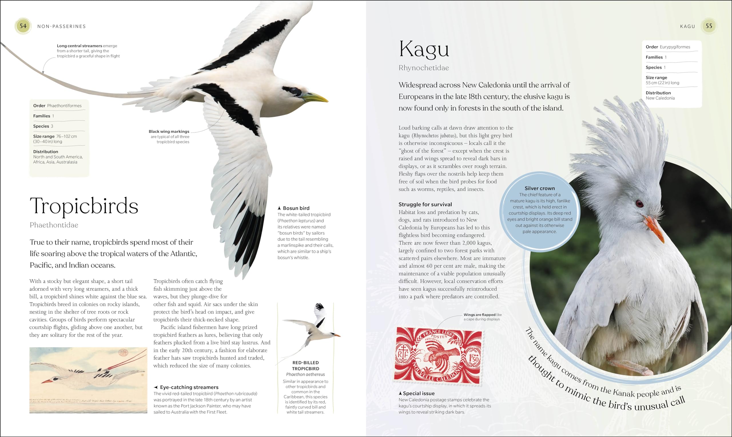 The Bird Book: The Stories, Science, and History of Birds