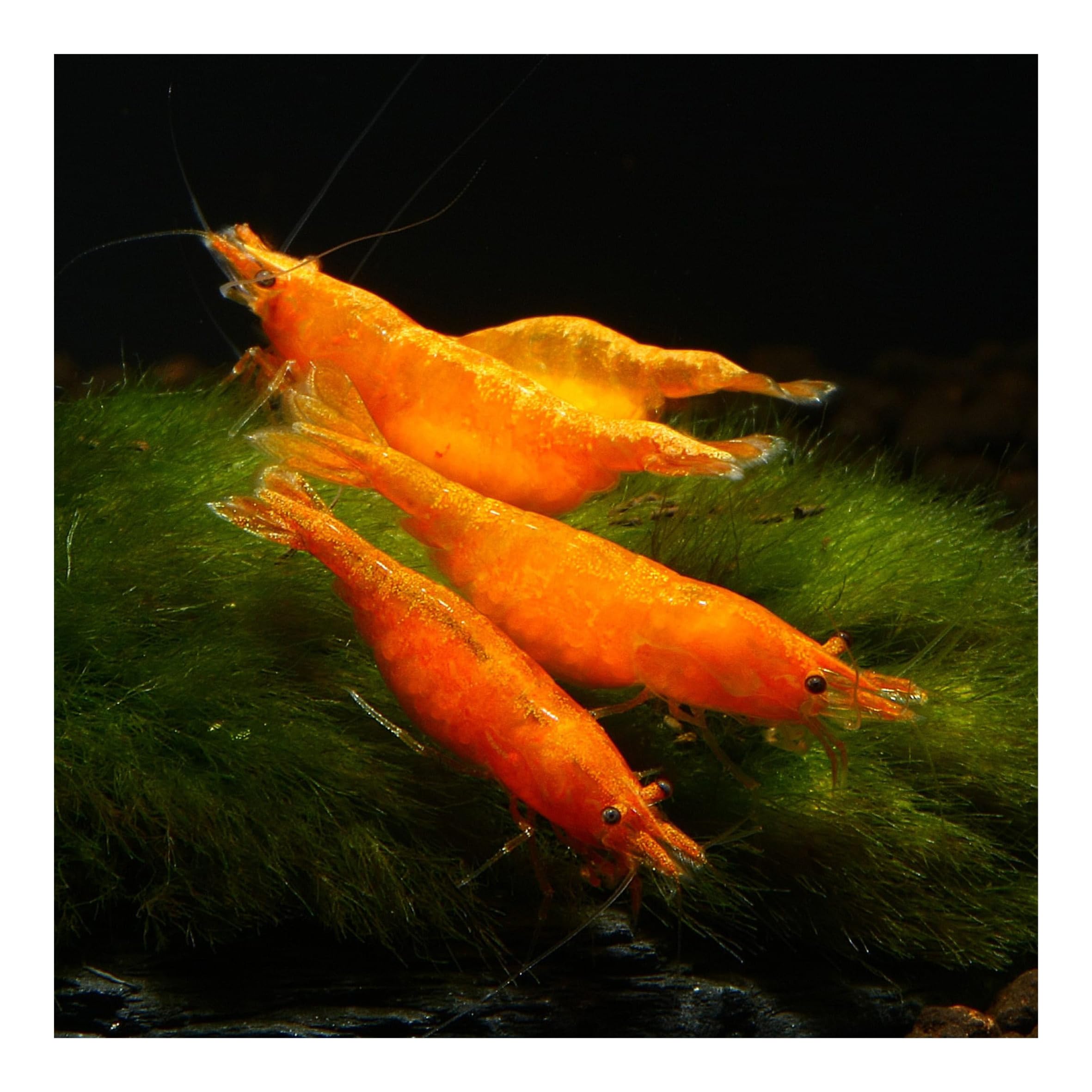 10 x Orange Sakura Zwerggarnele, Neocaridina davidi, Orange Sunkist Garnele, für Einsteiger, leicht zu pflegen und zu züchten