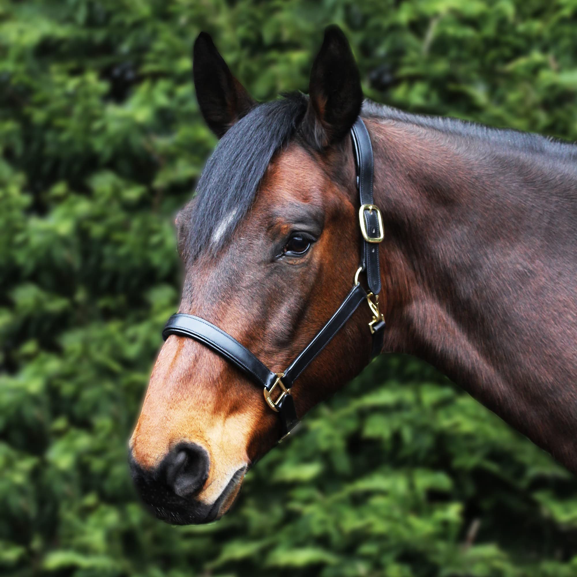 Gallop Economy Leather Padded Headcollar, Pony Size, Black