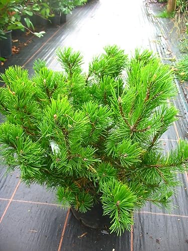 Miniatura 2 de 10 semillas de pino negro japonés de hoja perenne Pinus Thunbergii