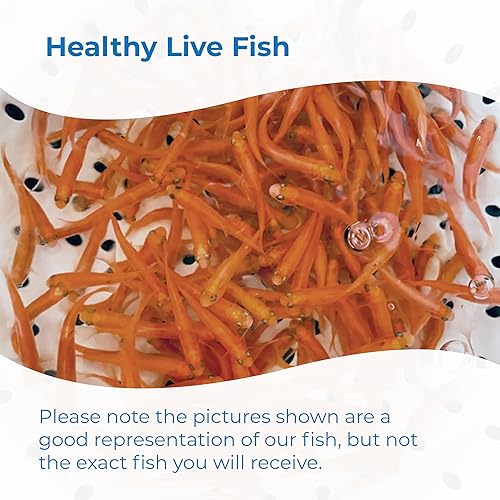 Miniatura 6 de Toledo Goldfish - Carpita cabezona rojo rosado para estanques, acuarios o tanques - Nacidas y criadas en EE. UU. (tamaño pequeño, 100 peces)