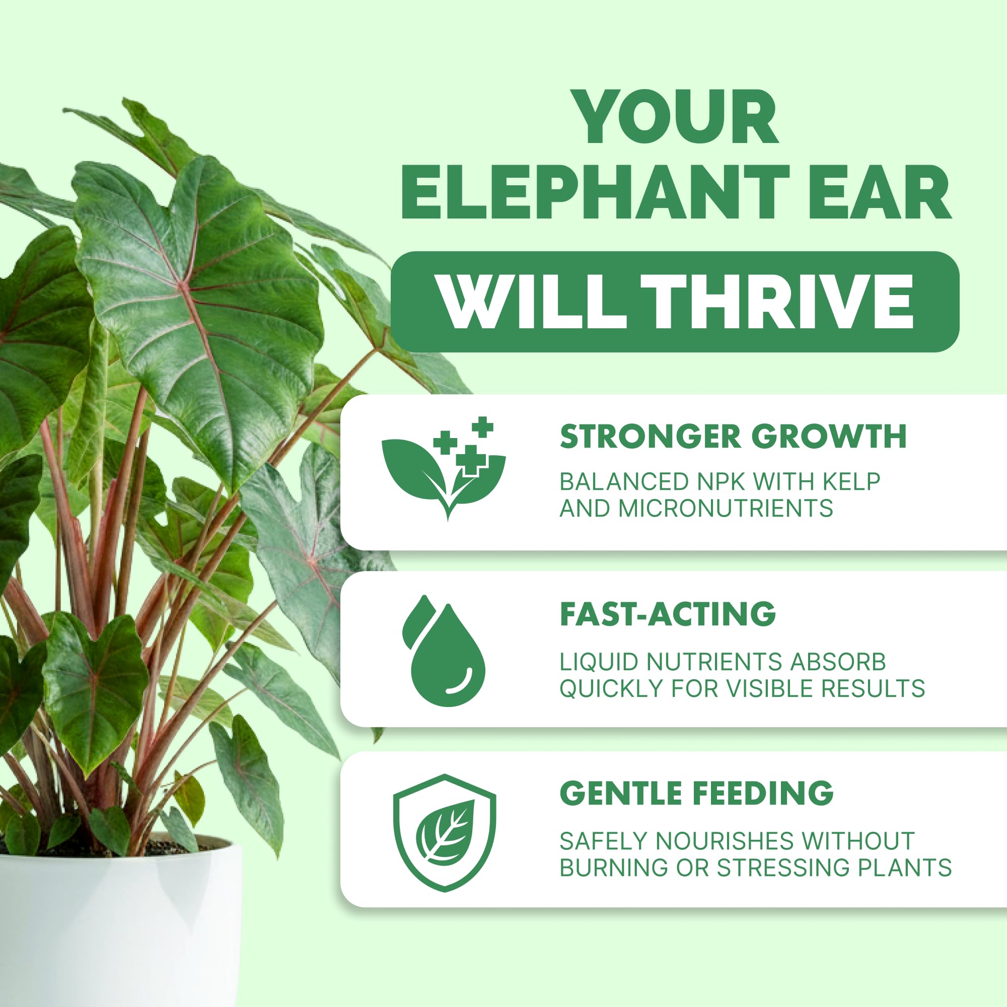 Amazon.com : Elephant Ear Fertilizer  Liquid Plant Food for Bigger Leaves,  Lush Growth & Stronger Roots, 8 oz : Patio, Lawn & Garden