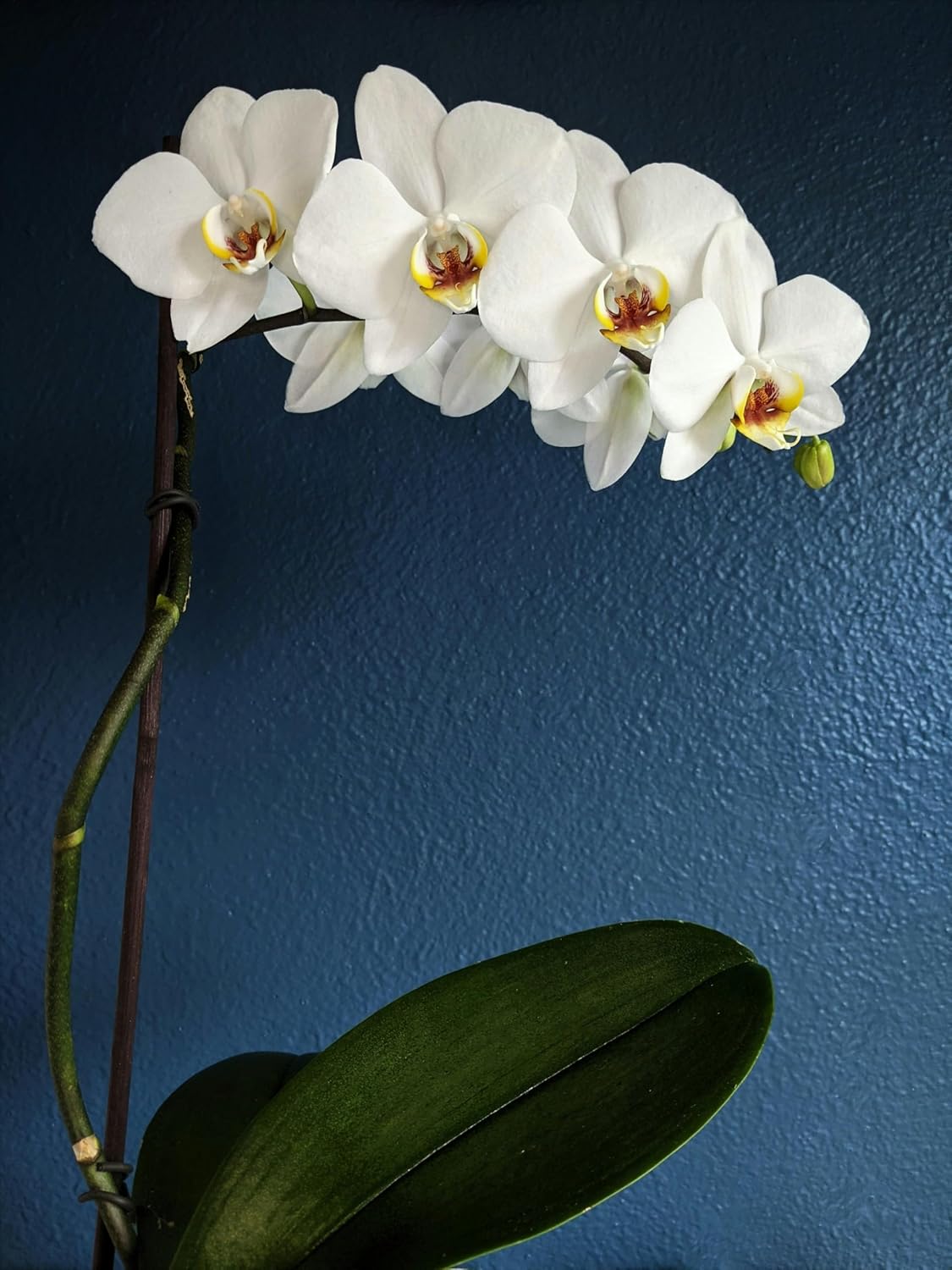 White Phalaenopsis Orchid Plant in Ceramic Pot, Live Indoor Flowering Plant with Multiple Blooms. Everylasting Continuous Blooms All Year. Low Maintenance Water sparsely. California Delivery